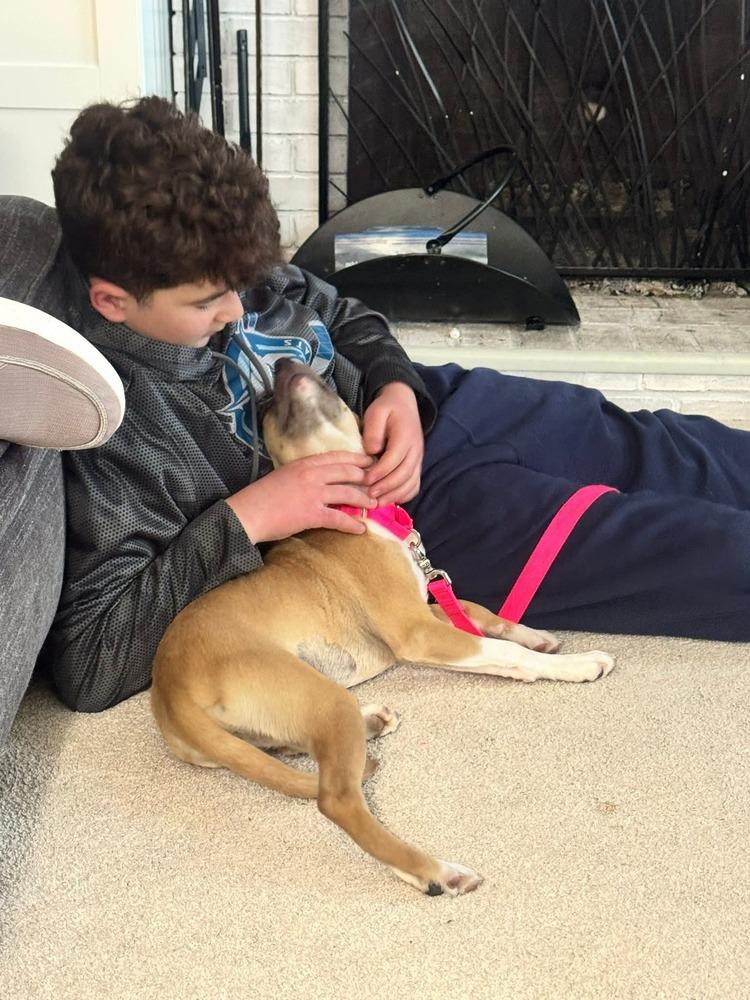 Enlarge Snapple, a Adoptable mixed breed in Saugus, MA image 2/6