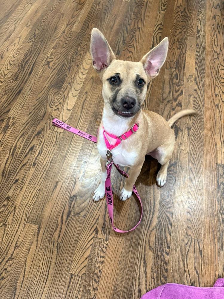 Enlarge Snapple, a Adoptable mixed breed in Saugus, MA image 3/6