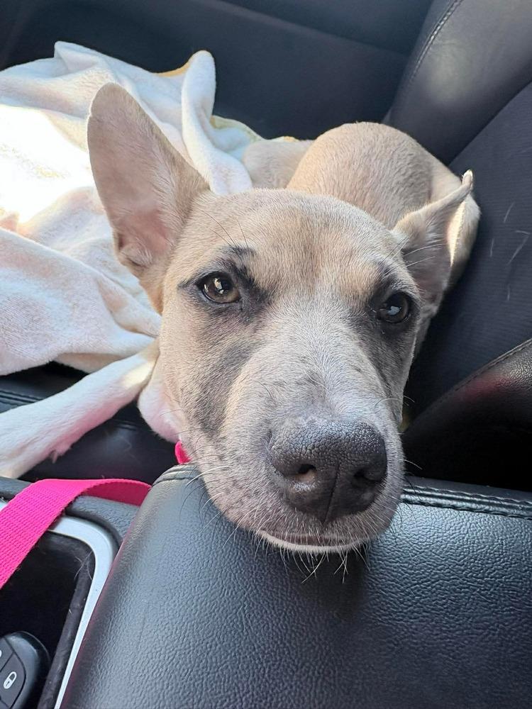 Enlarge Snapple, a Adoptable mixed breed in Saugus, MA image 4/5