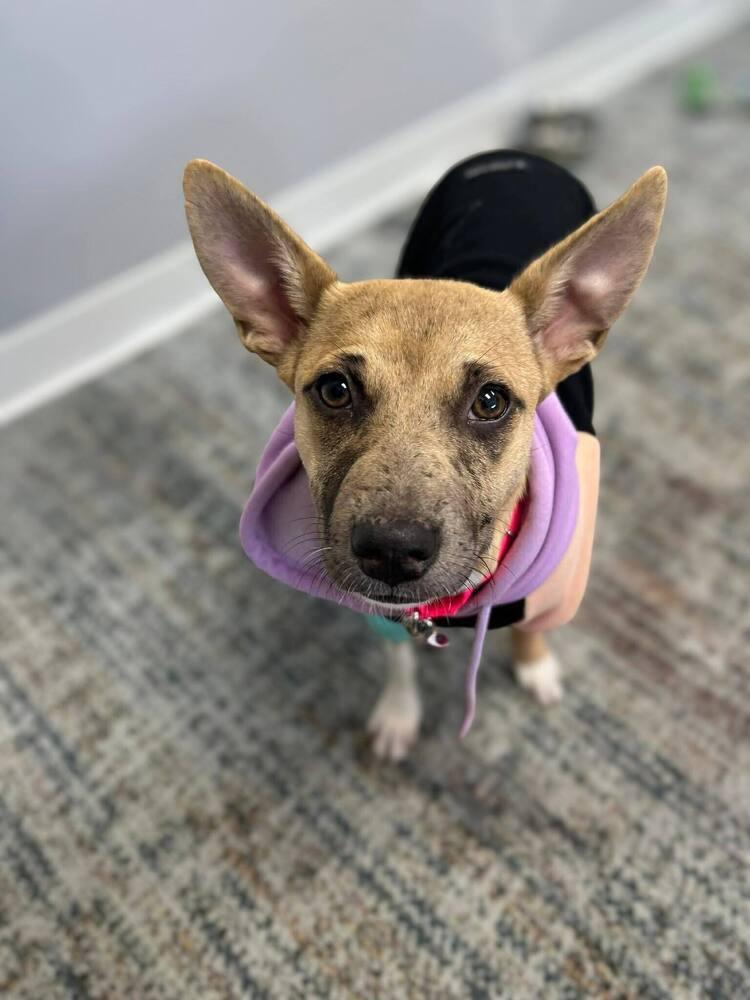 Enlarge Snapple, a Adoptable mixed breed in Saugus, MA image 5/5