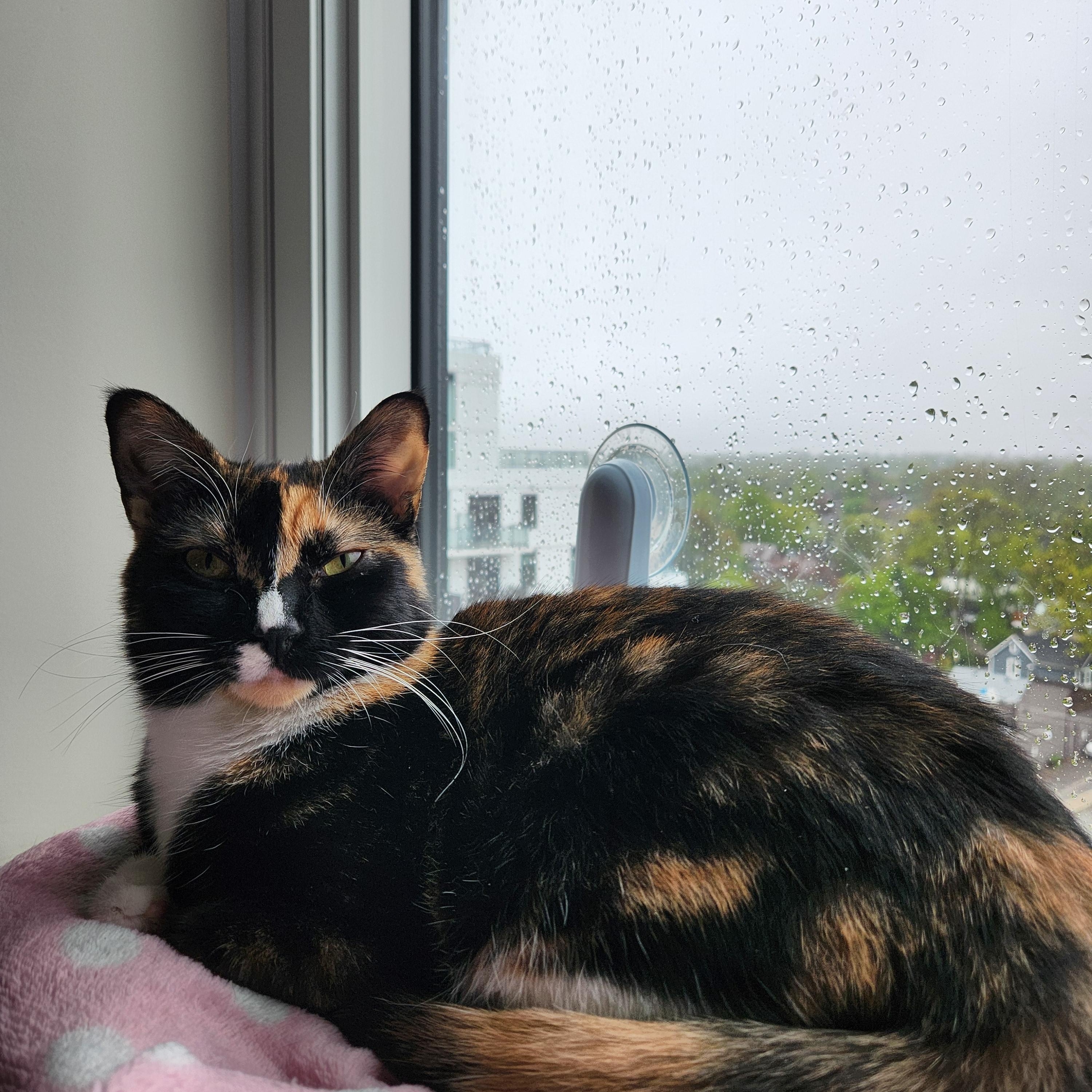Tootsie, a ADOPTABLE Domestic Short Hair in Toronto, ON image 2/3