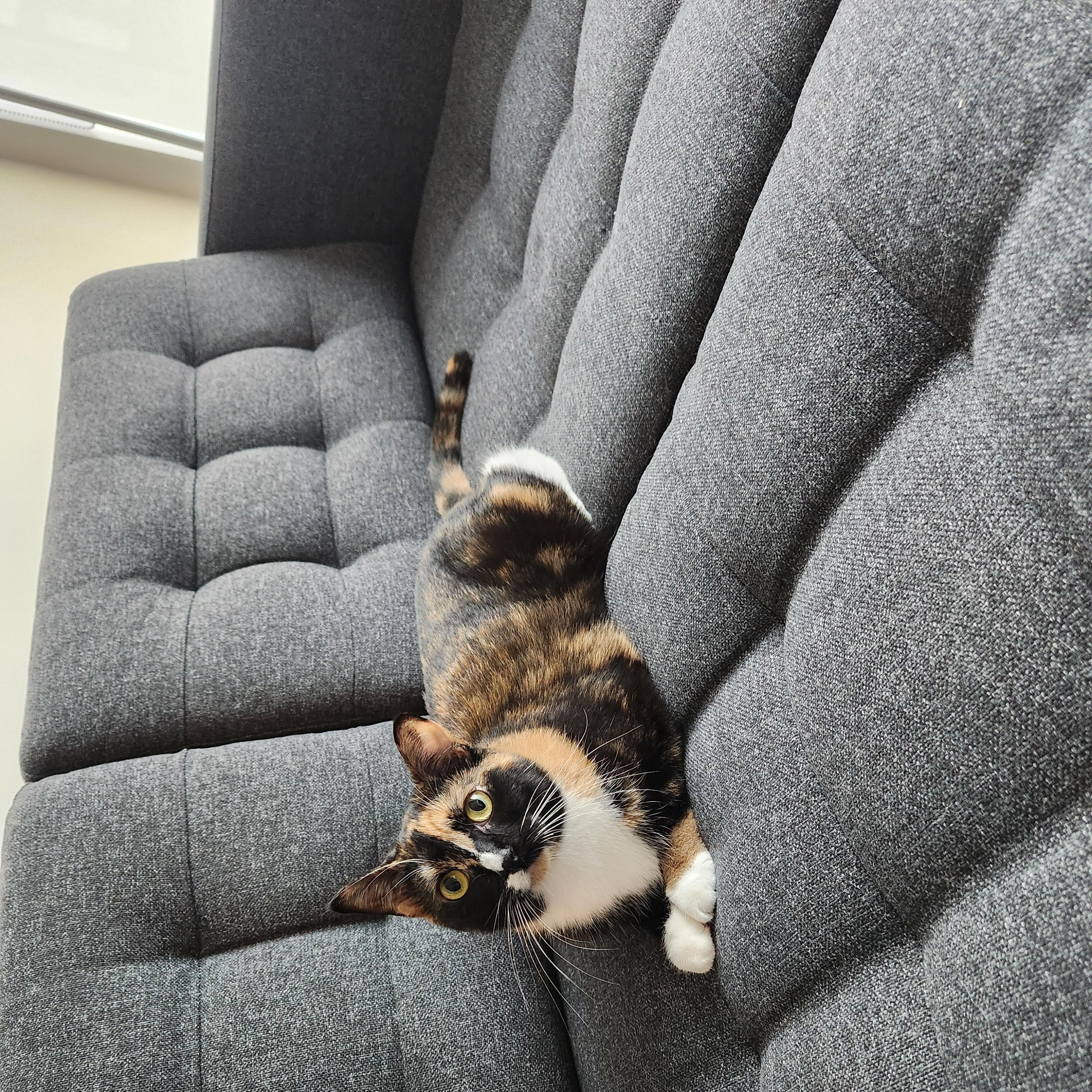 Tootsie, a ADOPTABLE Domestic Short Hair in Toronto, ON image 3/3