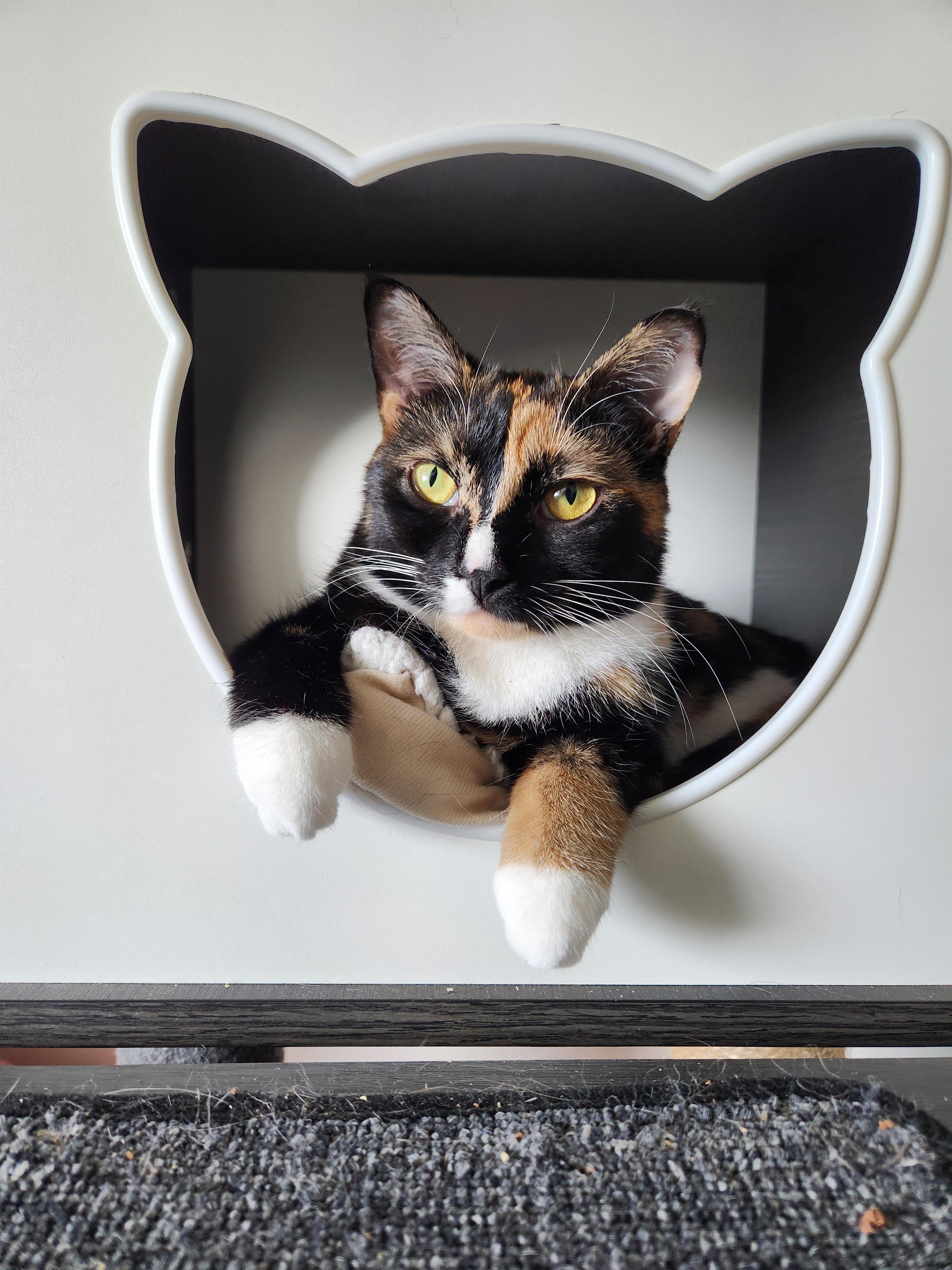 Tootsie, ADOPTABLE, Adult Female Domestic Short Hair.