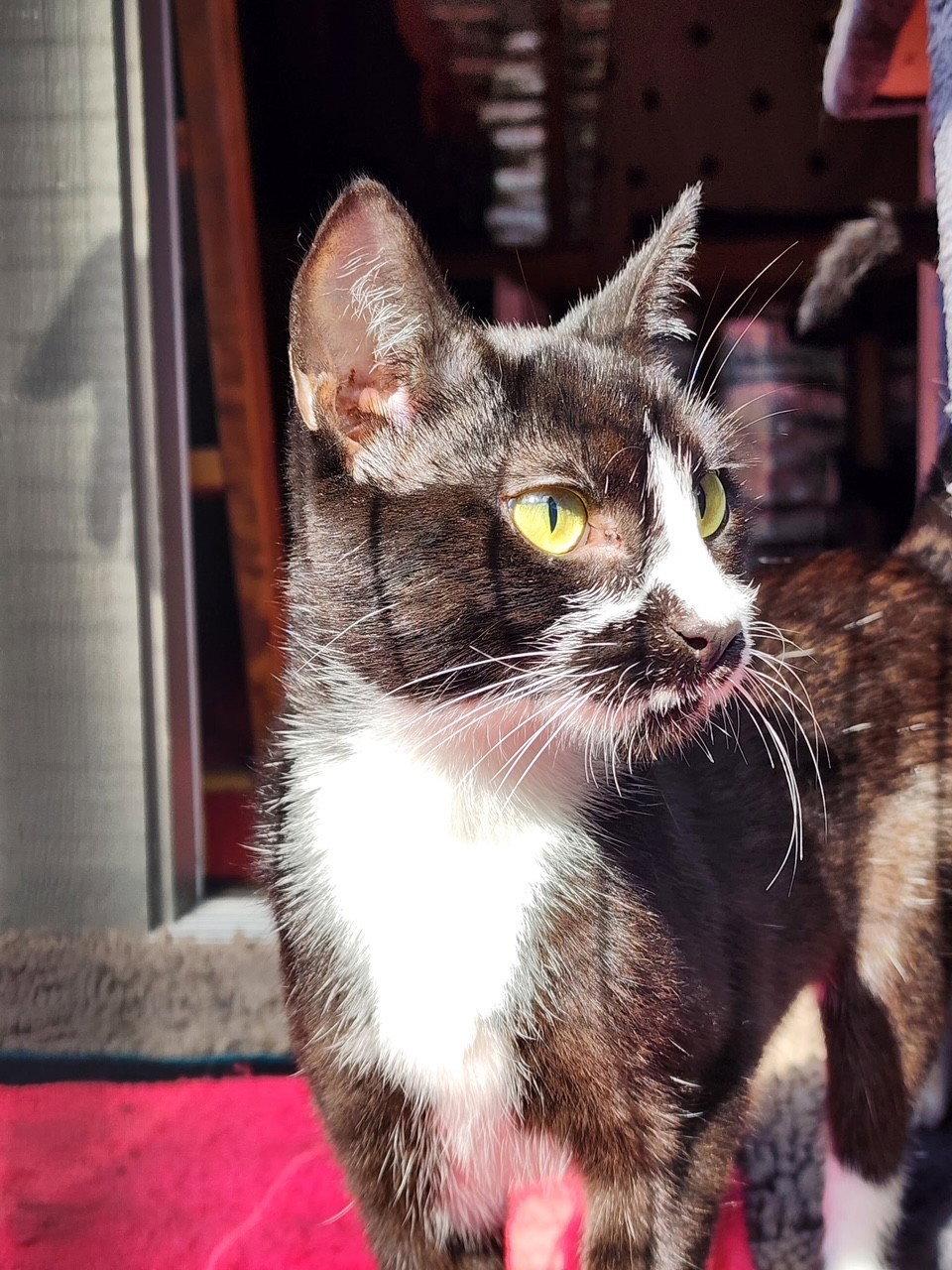 Enlarge Katie, a Adoptable Domestic Short Hair in Tacoma, WA image 1/1