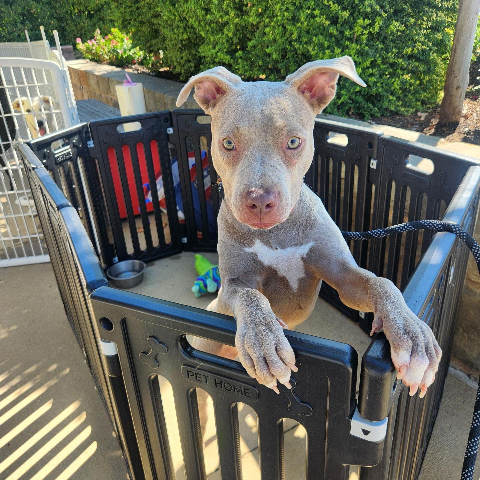 Enlarge Mandy, a Adopted Pit Bull Terrier in Dallas, TX image 1/3