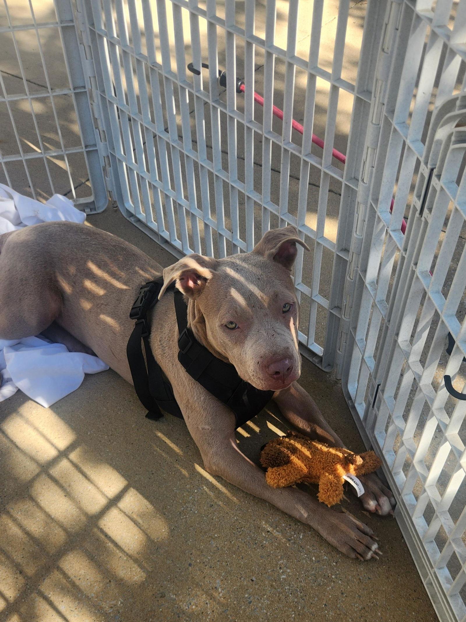 Enlarge Mandy, a Adopted Pit Bull Terrier in Dallas, TX image 2/3