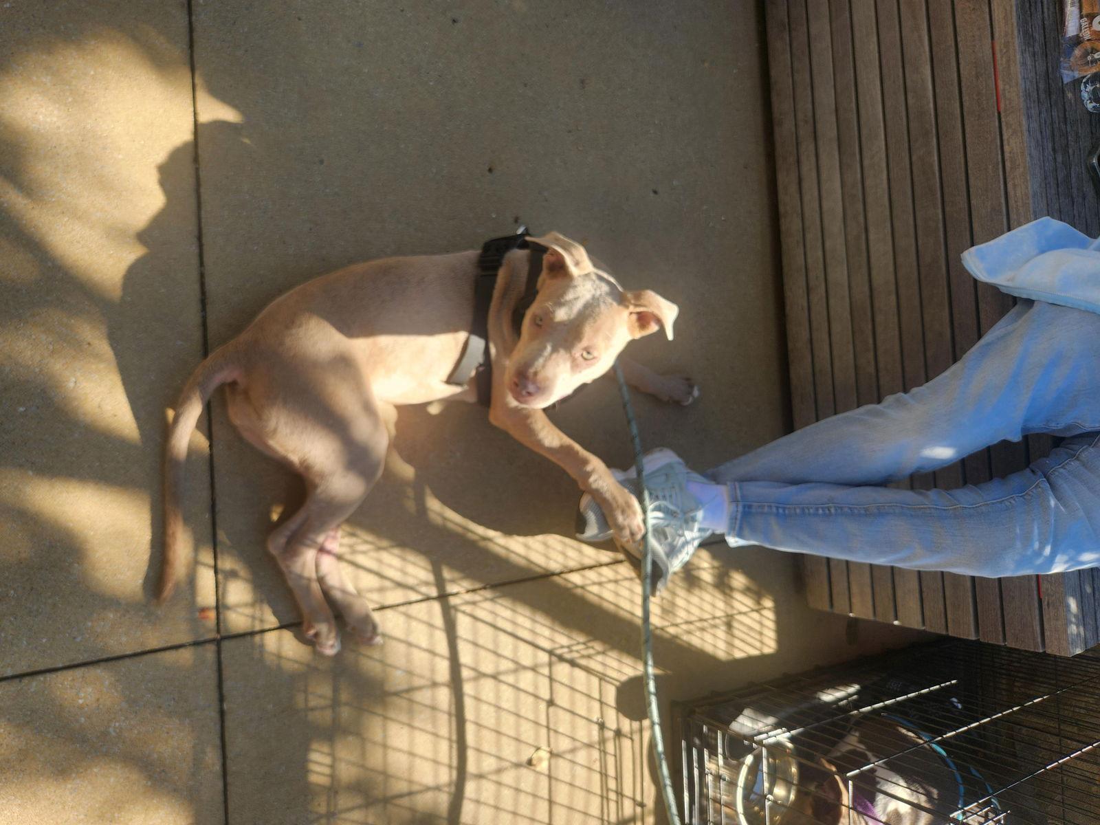 Enlarge Mandy, a Adopted Pit Bull Terrier in Dallas, TX image 3/3