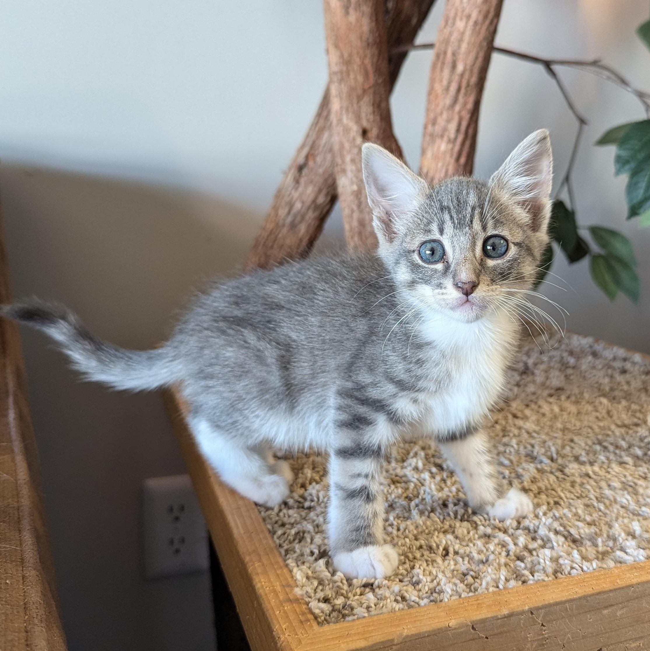 Enlarge Hope (The Little Legends litter), a ADOPTABLE mixed breed in Atlanta, GA image 1/6