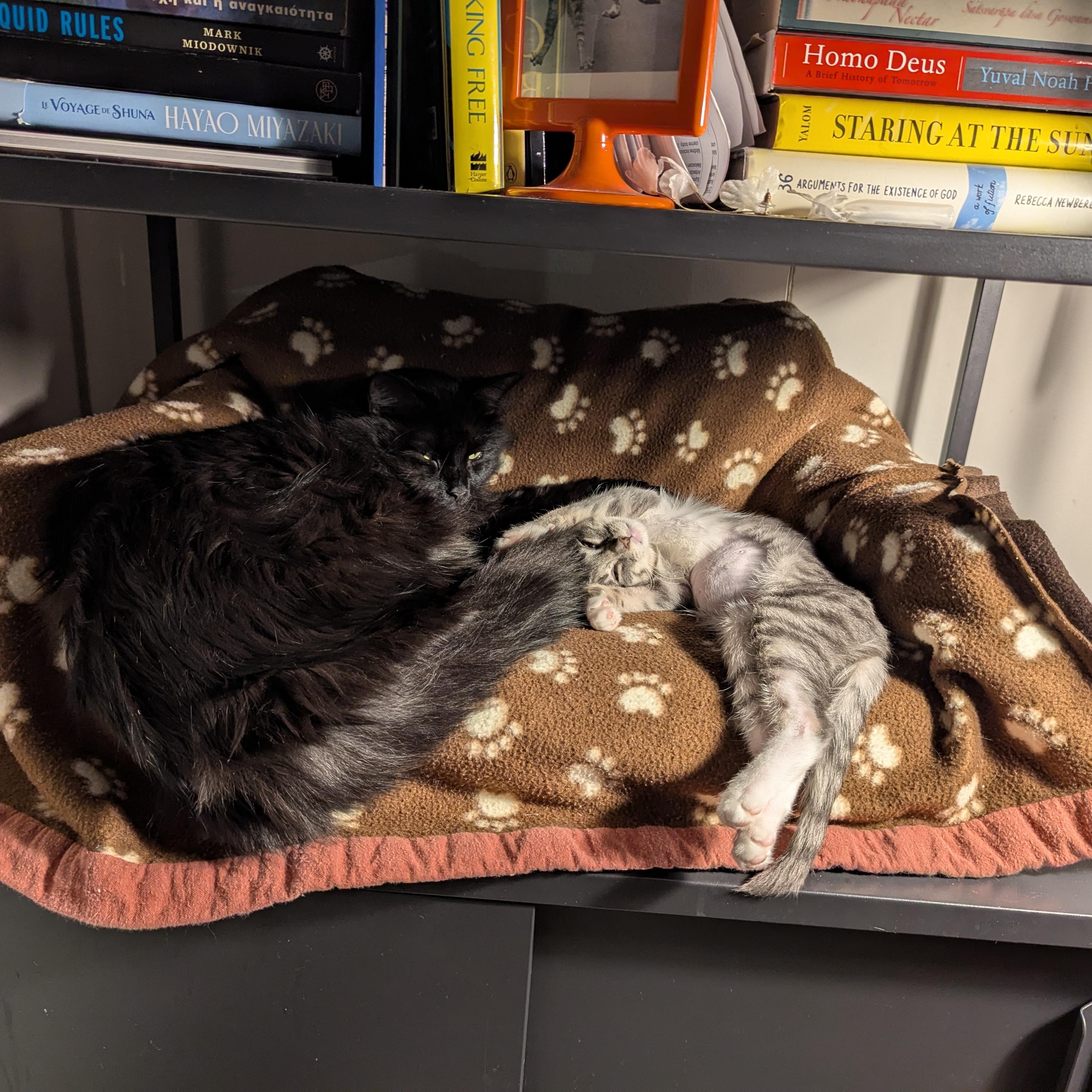 Enlarge Hope (The Little Legends litter), a ADOPTABLE mixed breed in Atlanta, GA image 3/6