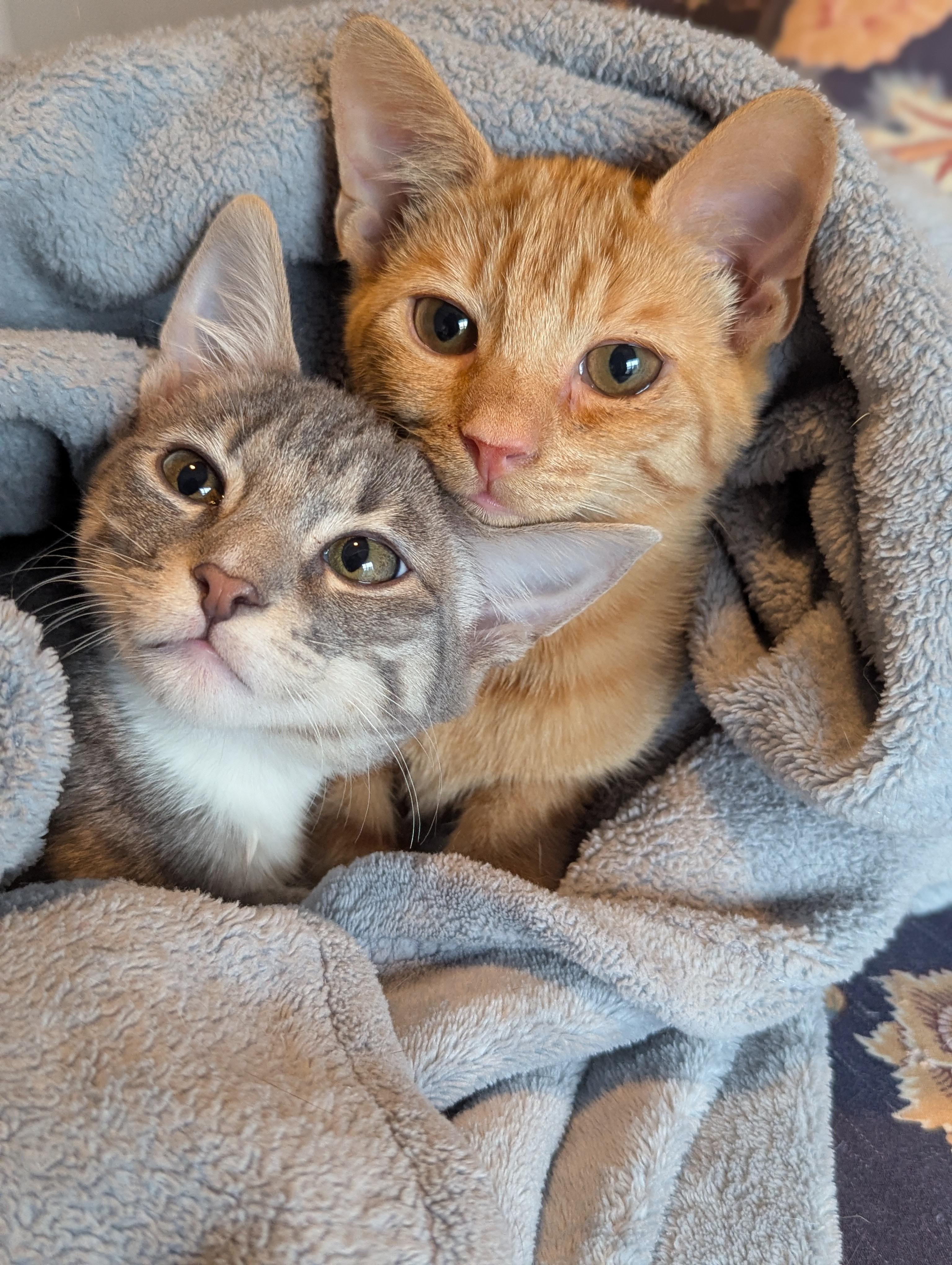 Enlarge Hope (The Little Legends litter), an adopted mixed breed in Atlanta, GA image 6/6