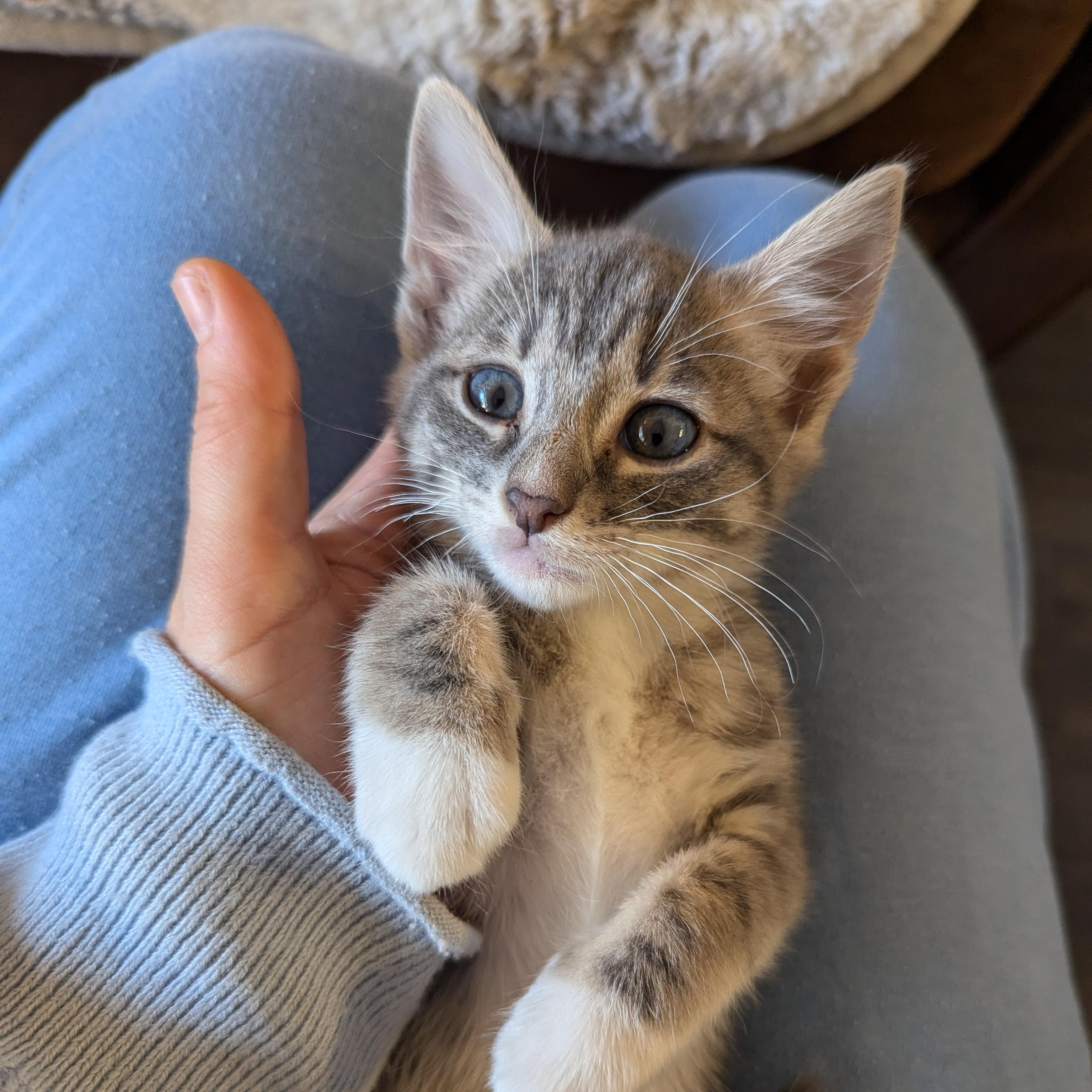 Enlarge Hope (The Little Legends litter), a ADOPTABLE mixed breed in Atlanta, GA image 4/6