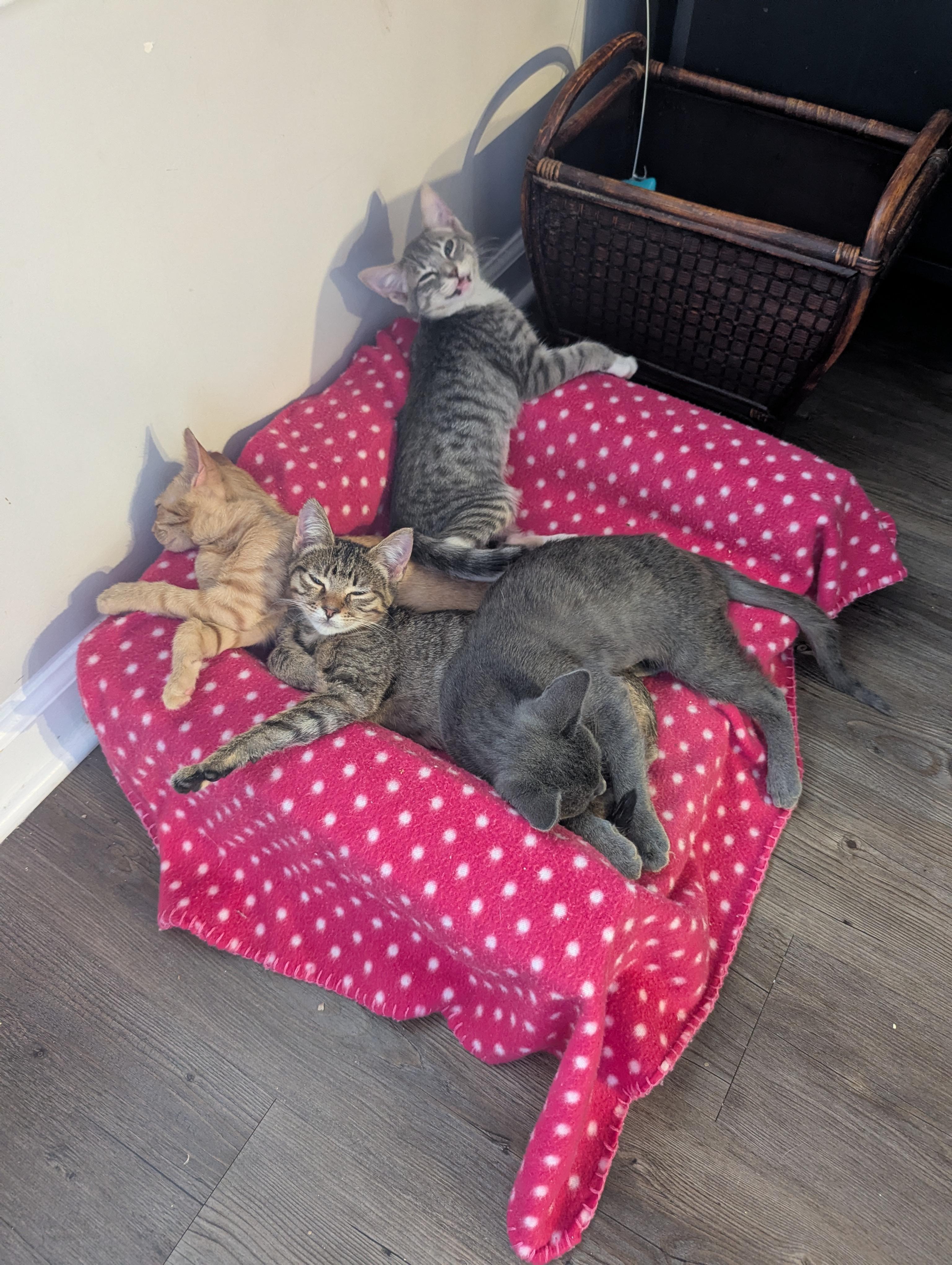 Enlarge Hope (The Little Legends litter), a ADOPTABLE mixed breed in Atlanta, GA image 5/6