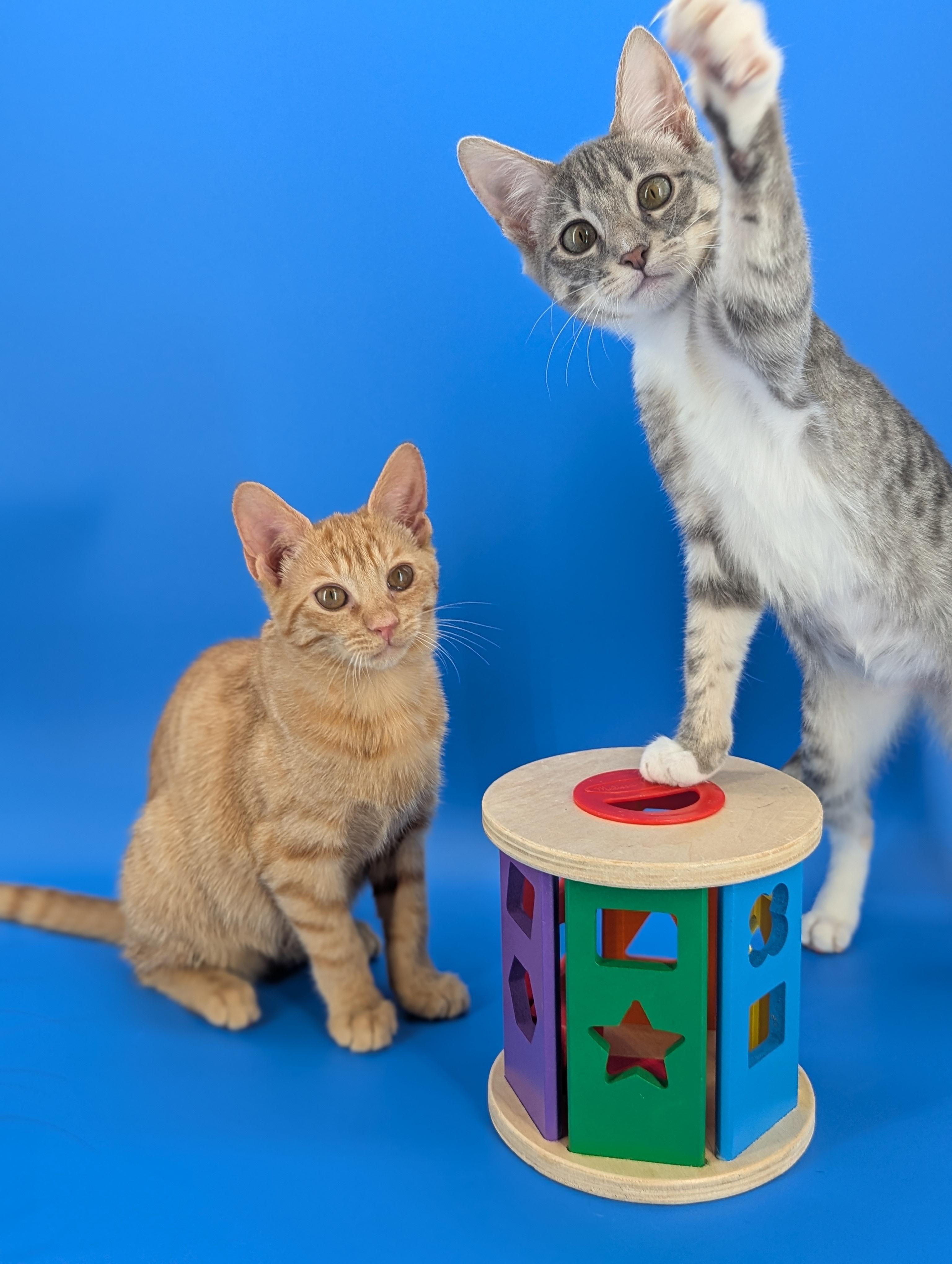 Enlarge Hope (The Little Legends litter), an adopted mixed breed in Atlanta, GA image 5/6