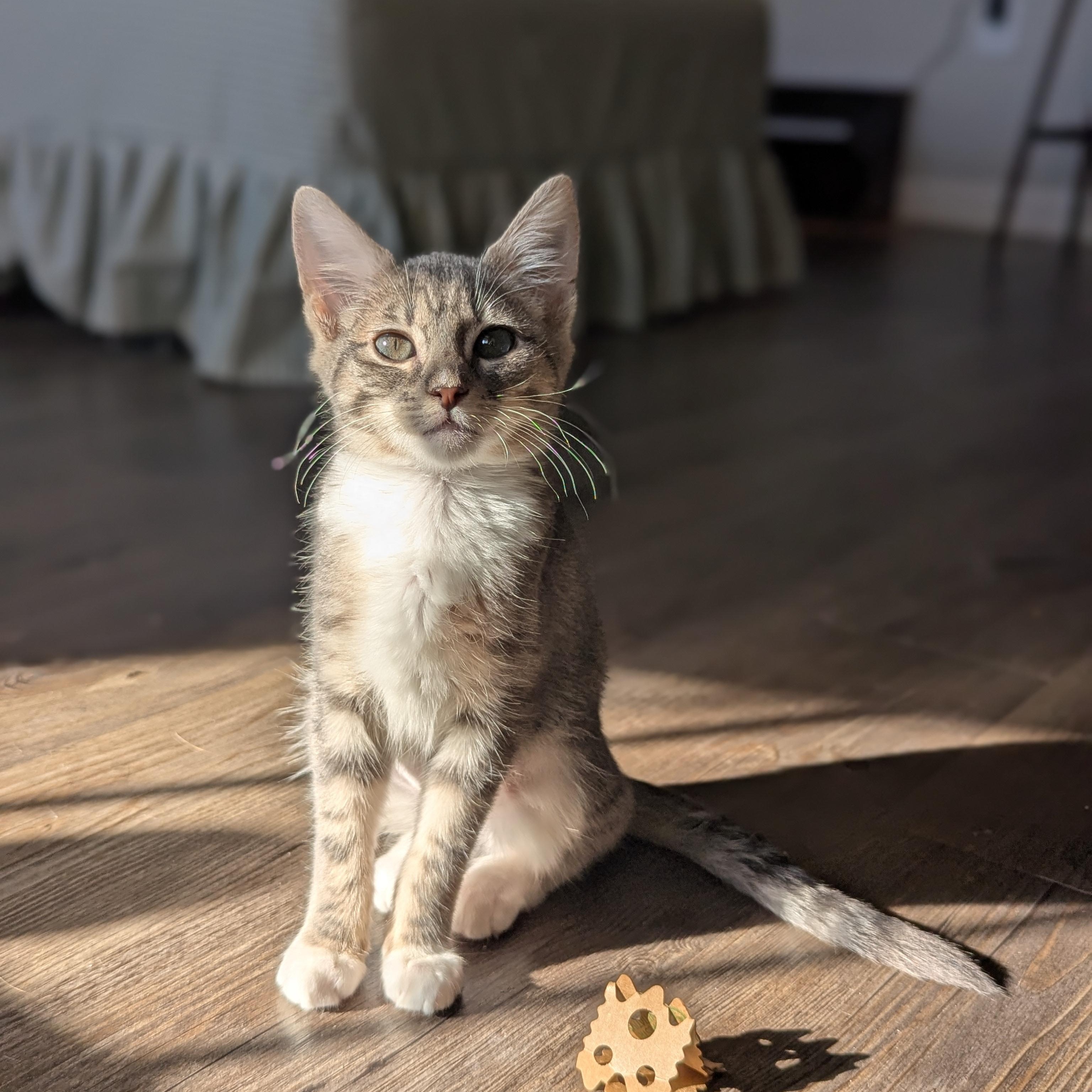 Enlarge Hope (The Little Legends litter), a ADOPTABLE mixed breed in Atlanta, GA image 6/6