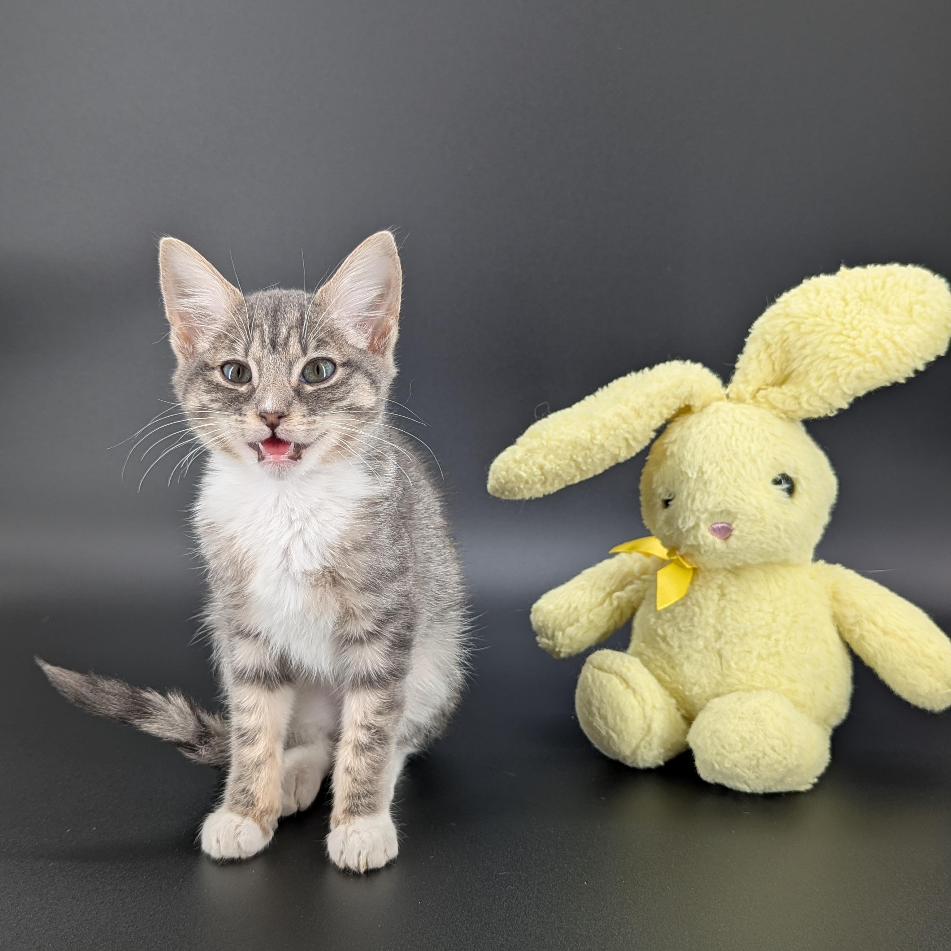 Enlarge Hope (The Little Legends litter), a ADOPTABLE mixed breed in Atlanta, GA image 2/6