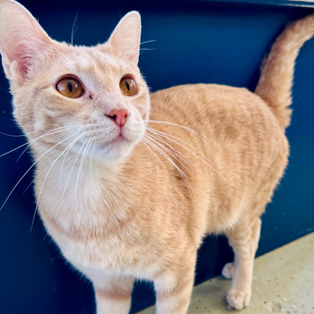 Enlarge Cecil, a Adoptable Domestic Short Hair in Lebanon, MO image 2/5