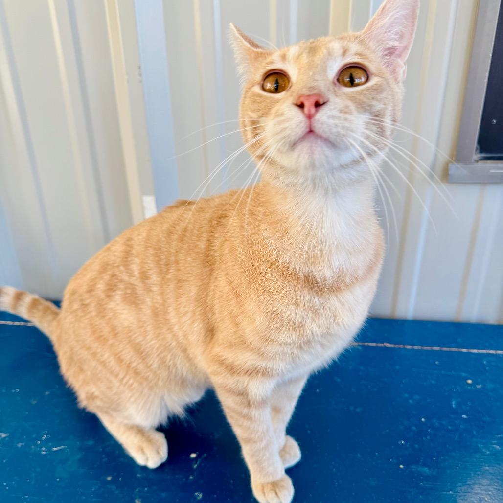 Enlarge Cecil, a Adoptable Domestic Short Hair in Lebanon, MO image 3/5