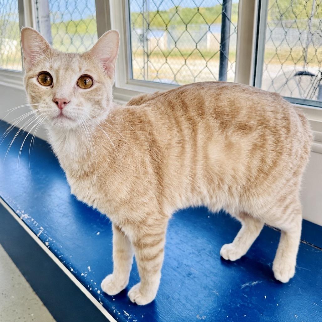 Enlarge Cecil, a Adoptable Domestic Short Hair in Lebanon, MO image 5/5