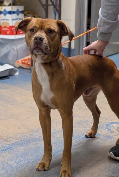 Michael, ADOPTABLE, Adult Male Boxer & Pit Bull Terrier.