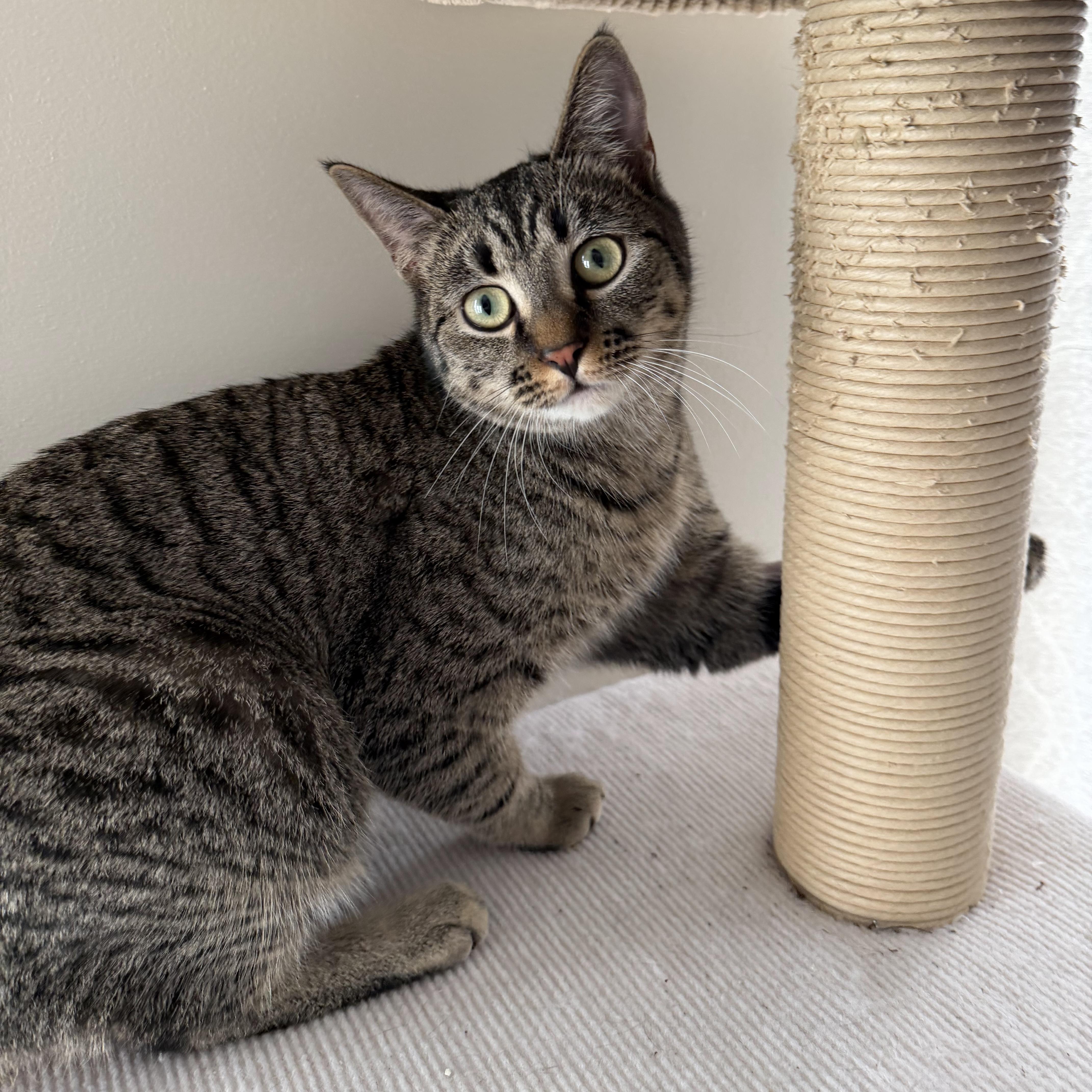 Enlarge Mila, a Adoptable mixed breed in Kamloops, BC image 1/6