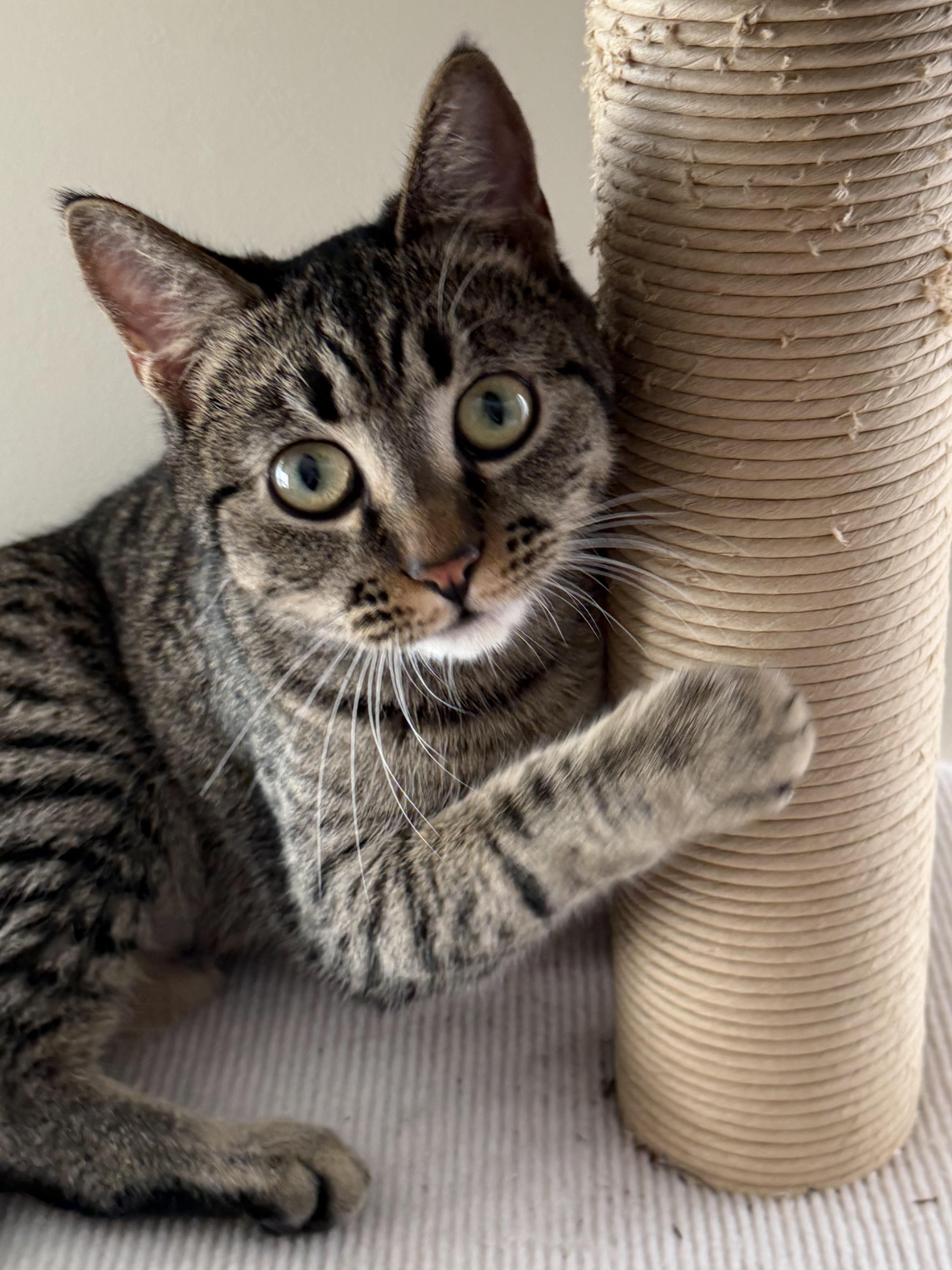 Enlarge Mila, a Adoptable mixed breed in Kamloops, BC image 3/6