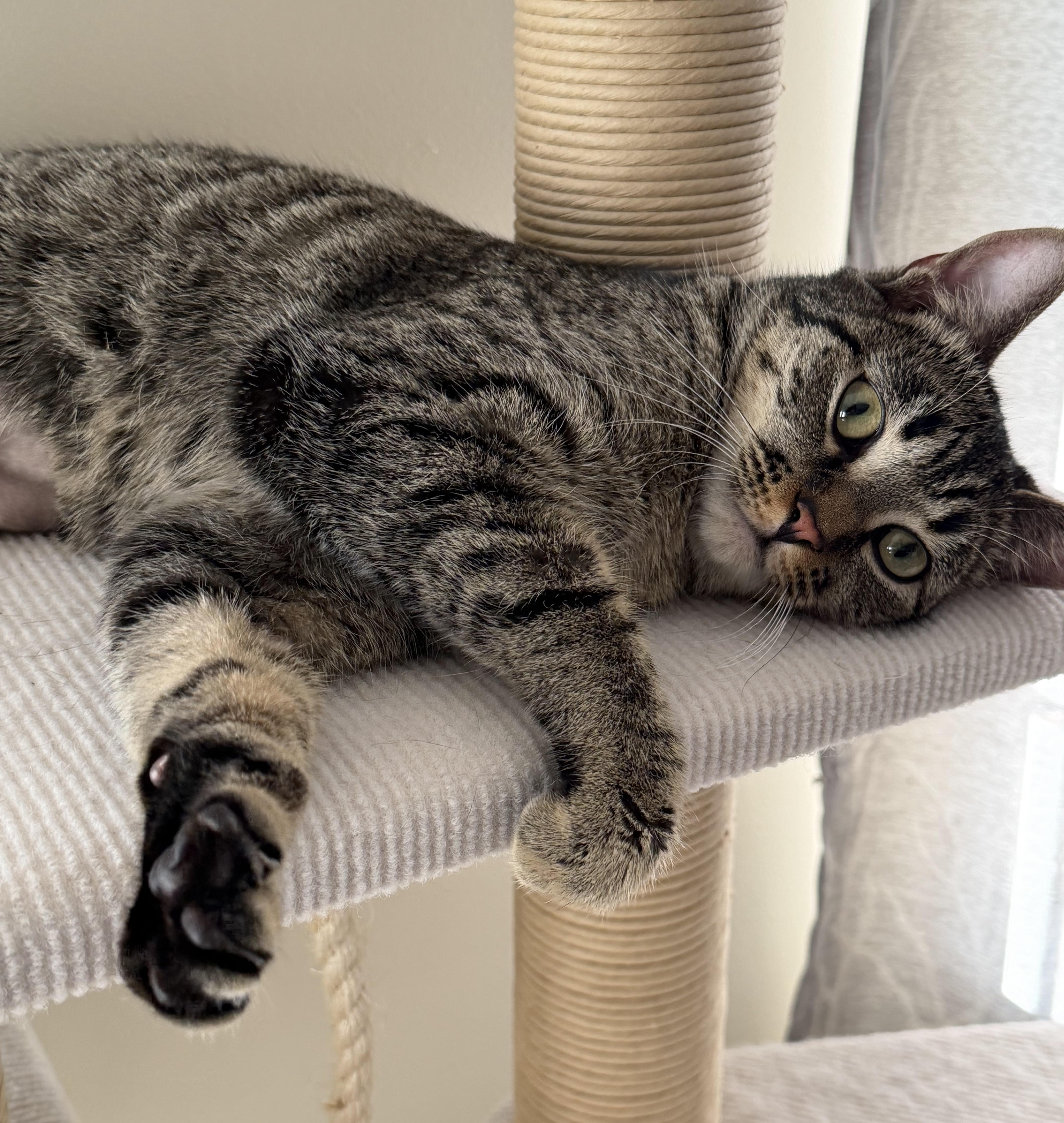 Enlarge Mila, a Adoptable mixed breed in Kamloops, BC image 4/6