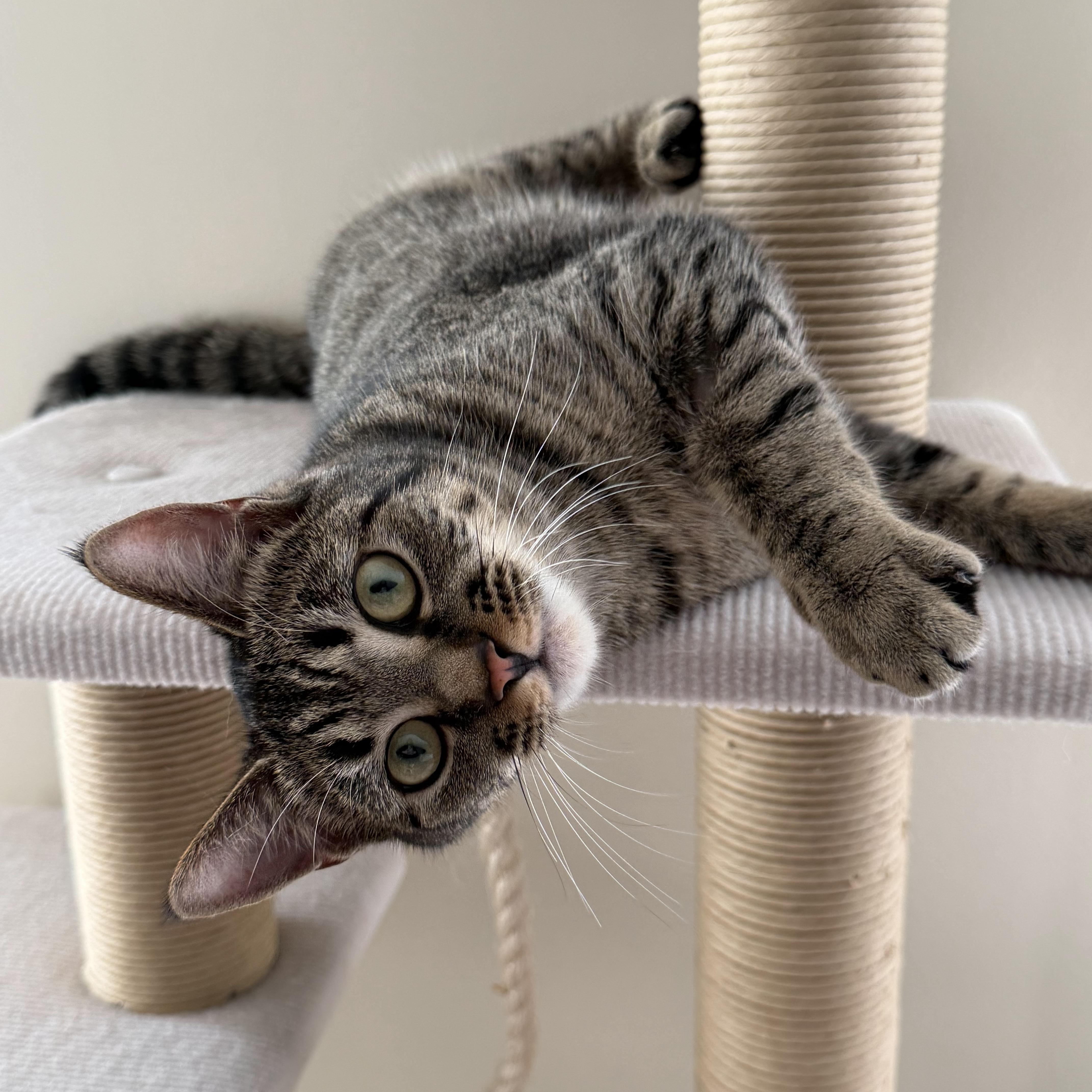 Enlarge Mila, a Adoptable mixed breed in Kamloops, BC image 5/6