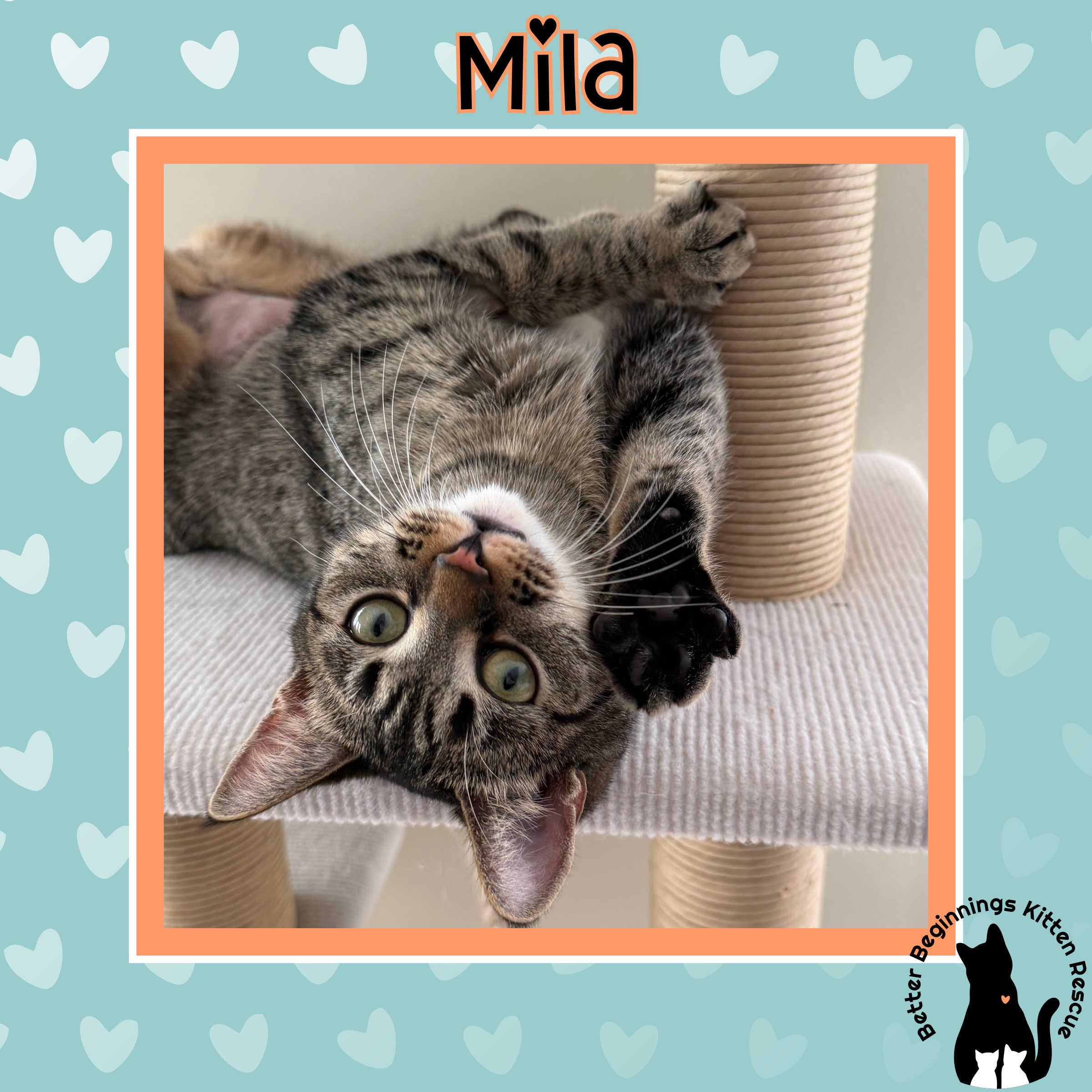 Enlarge Mila, a Adoptable mixed breed in Kamloops, BC image 6/6
