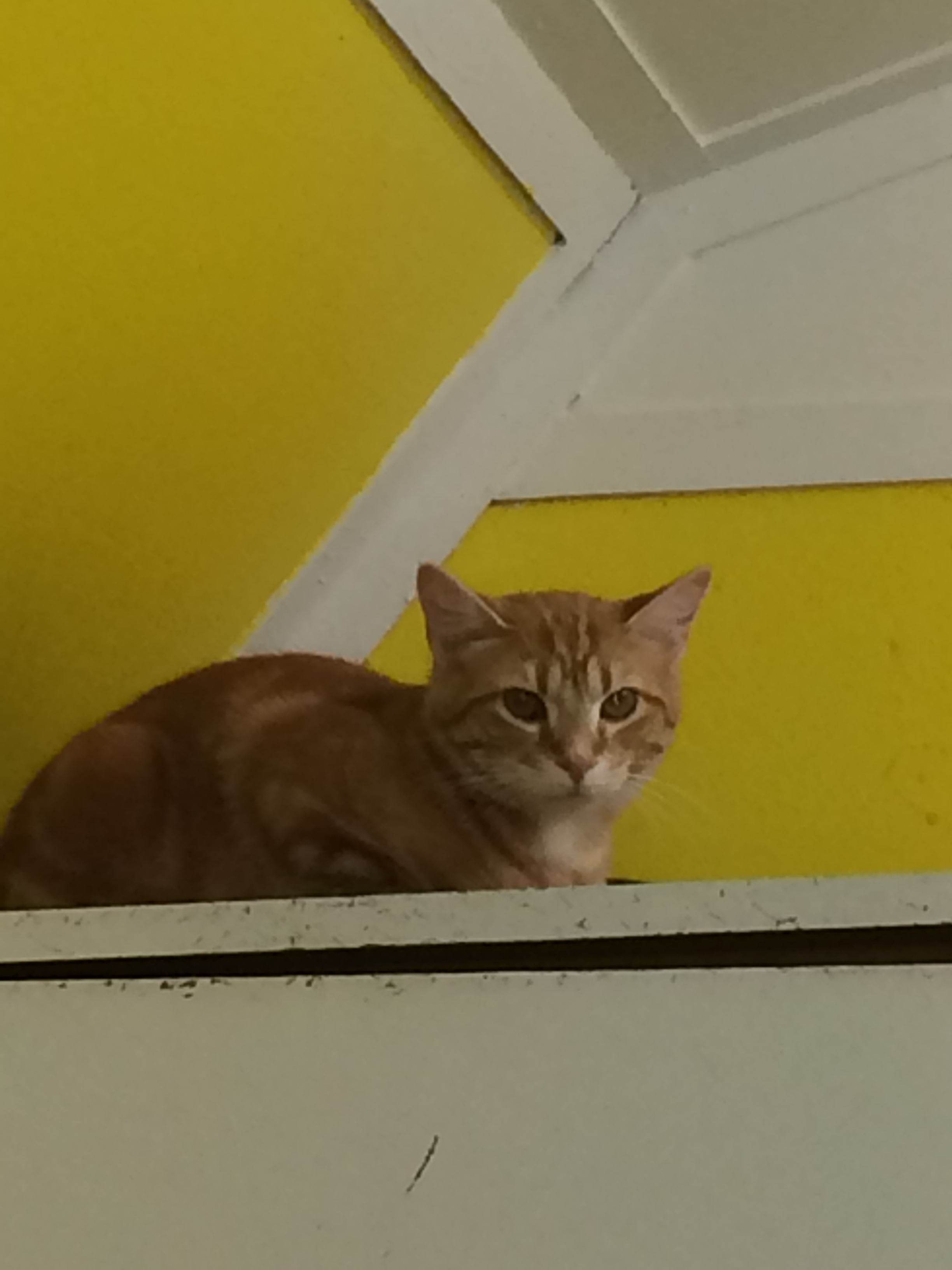 Enlarge GEMMY!, a Adoptable mixed breed in Owensboro, KY image 7/10