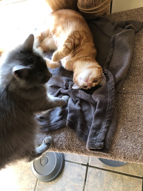 Enlarge GEMMY!, a Adoptable mixed breed in Owensboro, KY image 8/10