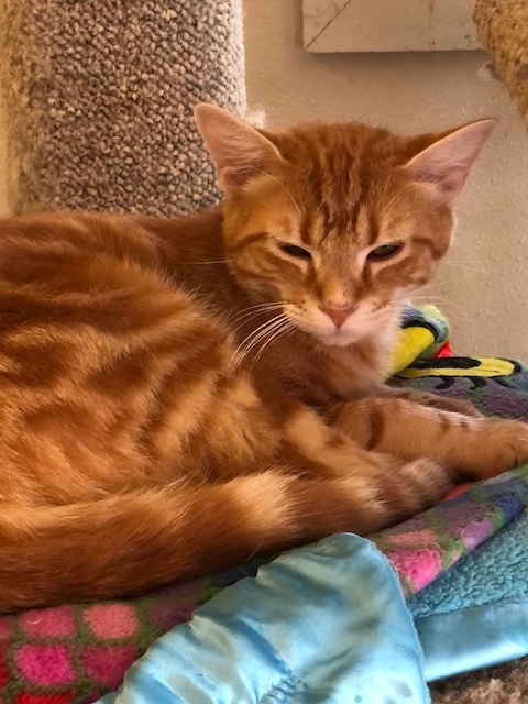 Enlarge GEMMY!, a Adoptable mixed breed in Owensboro, KY image 9/10