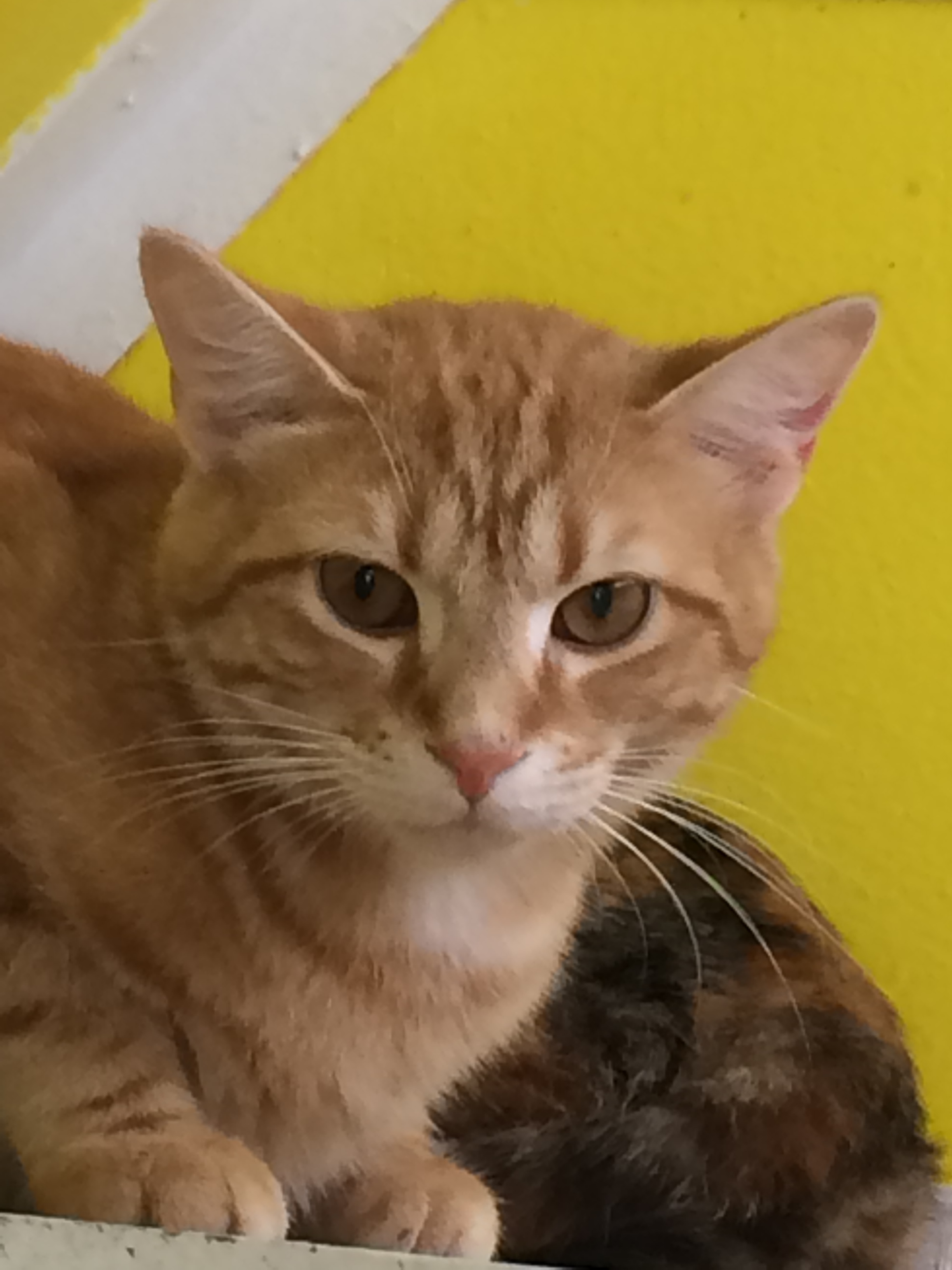 Enlarge GEMMY!, a Adoptable mixed breed in Owensboro, KY image 1/10