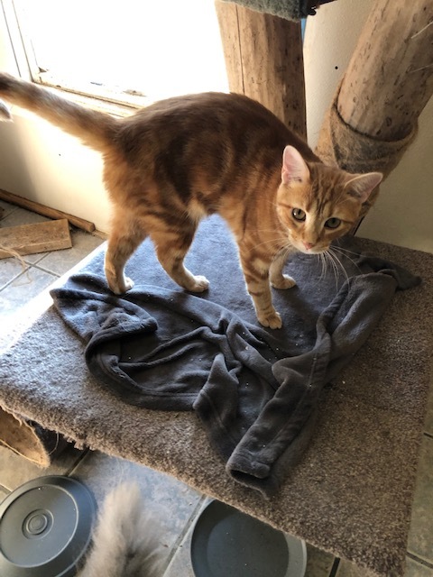 Enlarge GEMMY!, a Adoptable mixed breed in Owensboro, KY image 10/10