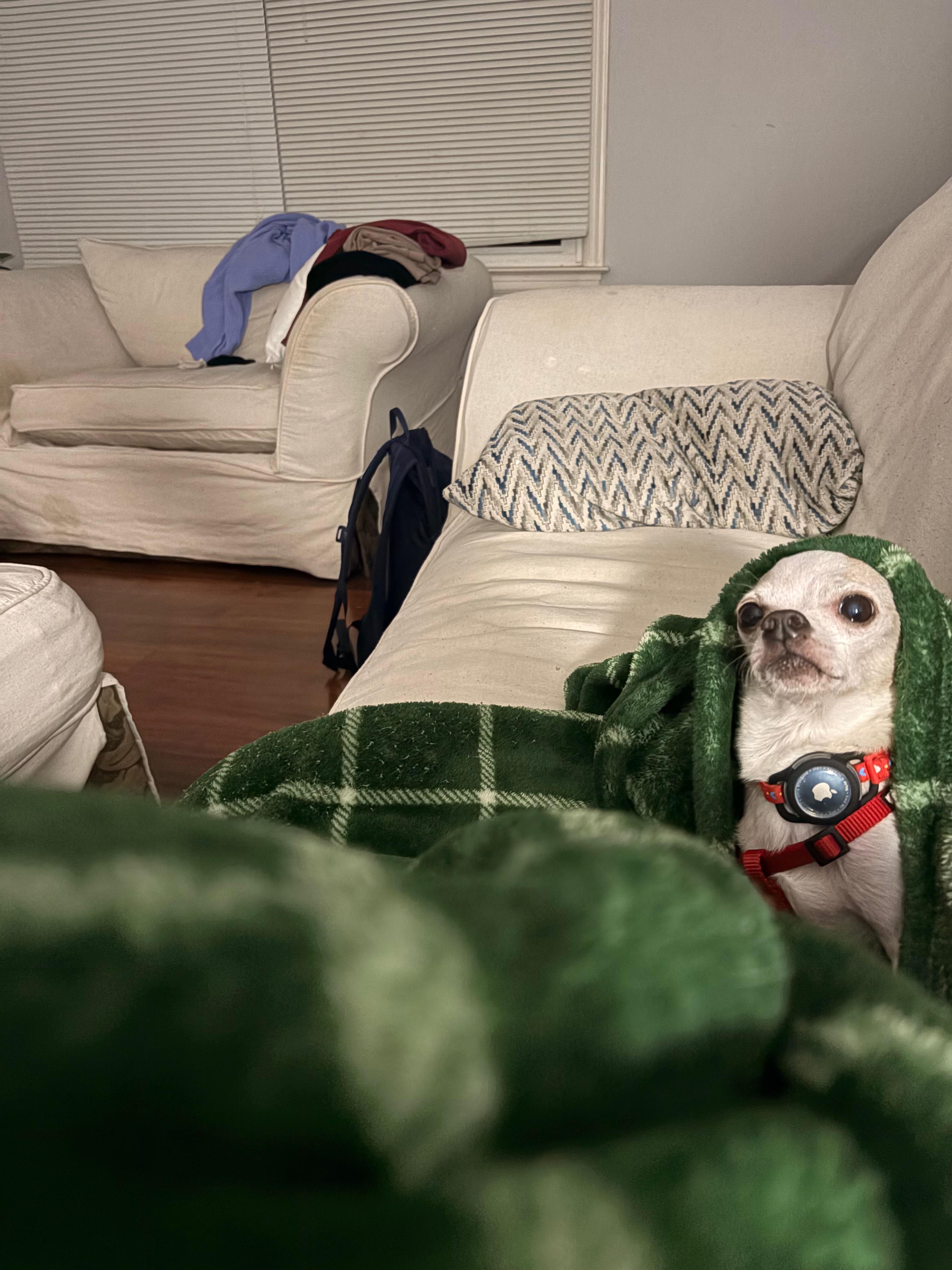 Enlarge NBA, a ADOPTABLE Chihuahua in Durham, NC image 3/4