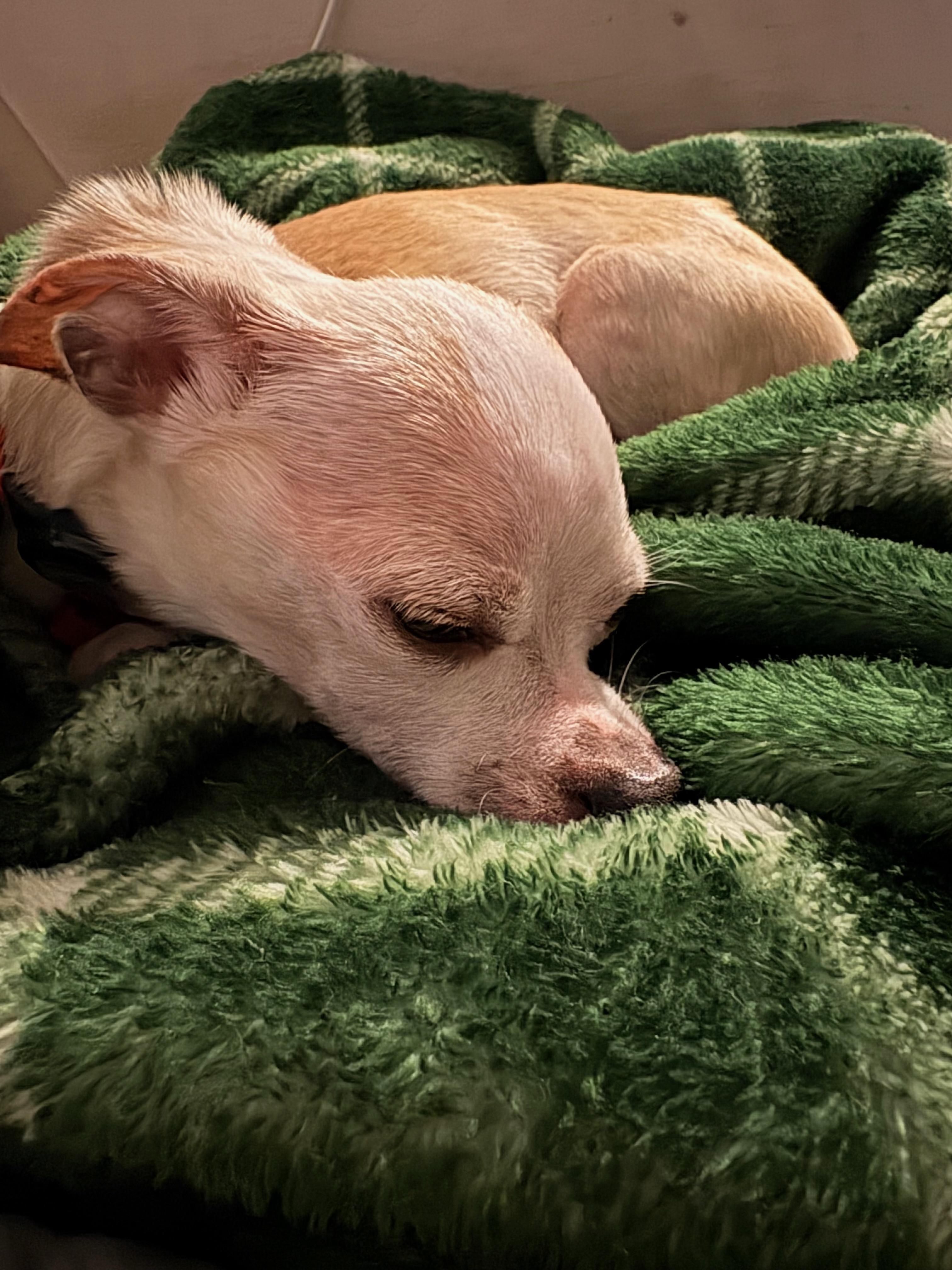 Enlarge NBA, a ADOPTABLE Chihuahua in Durham, NC image 4/4