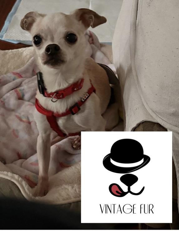 NBA (Vintage Fur Sponsorship), a ADOPTABLE Chihuahua in Durham, NC image 1/4