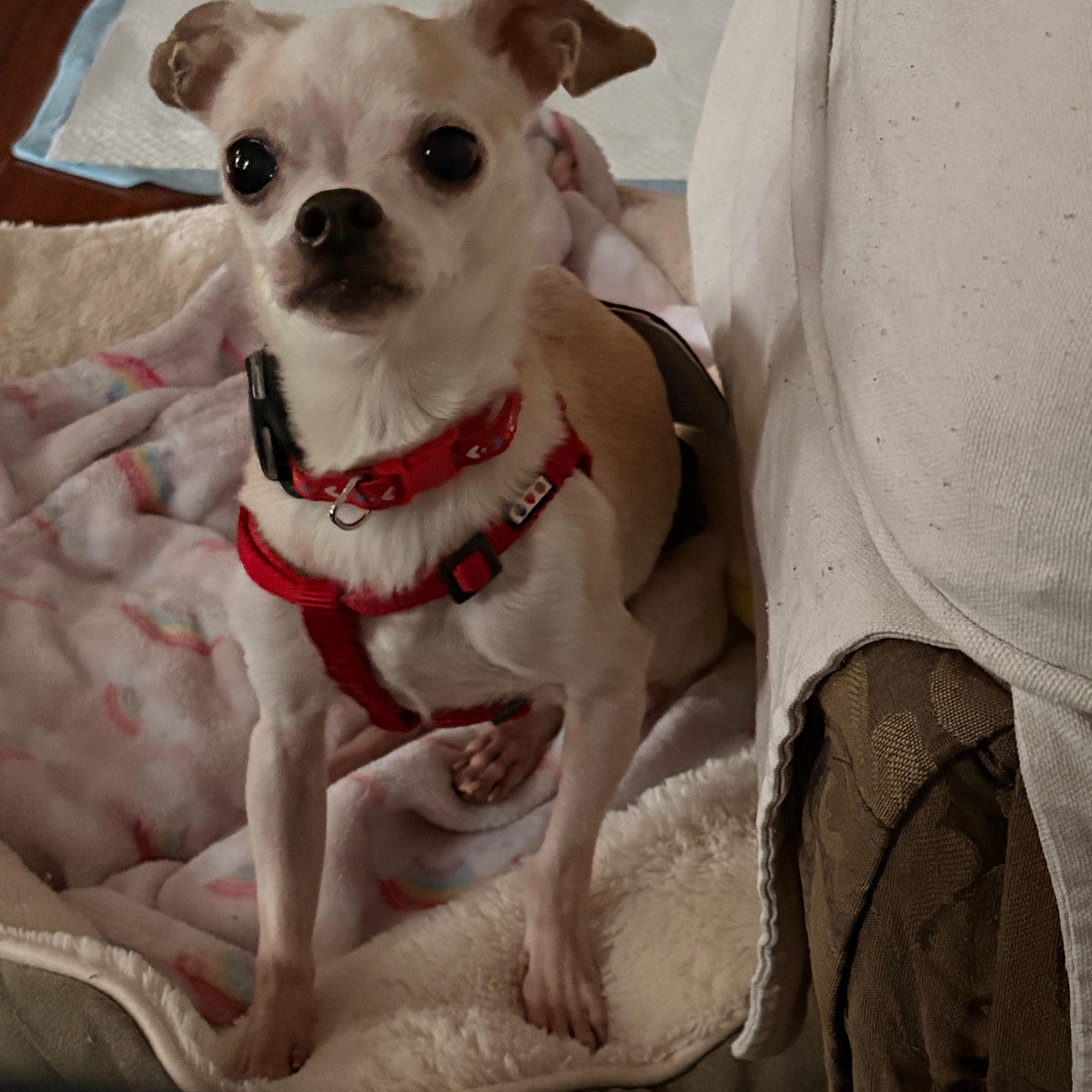 NBA, ADOPTABLE, Adult Male Chihuahua.