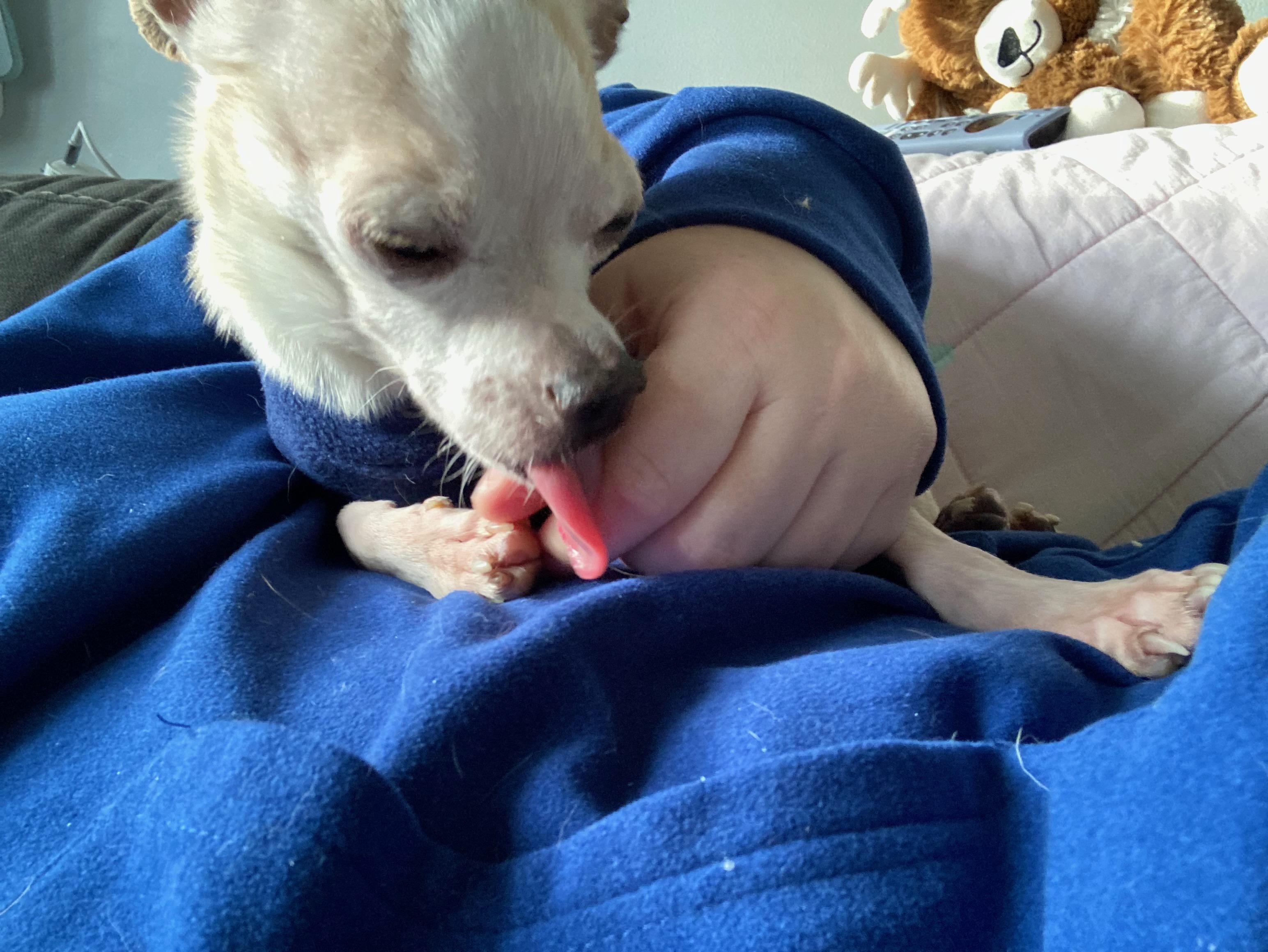 Enlarge NBA, a ADOPTABLE Chihuahua in Durham, NC image 2/4