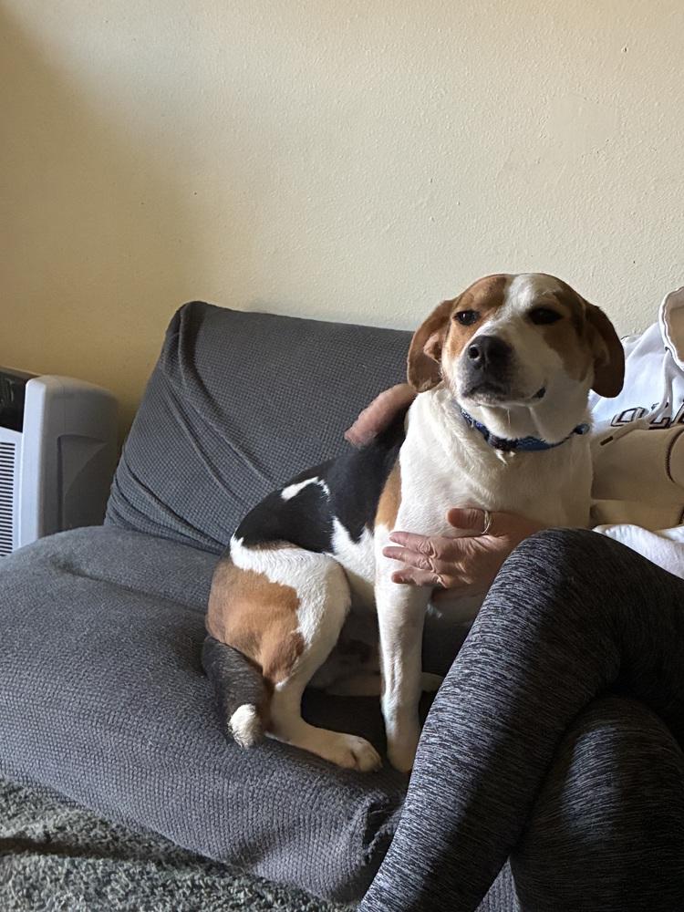 Judge, Adoptable, Adult Male Beagle & Shepherd.