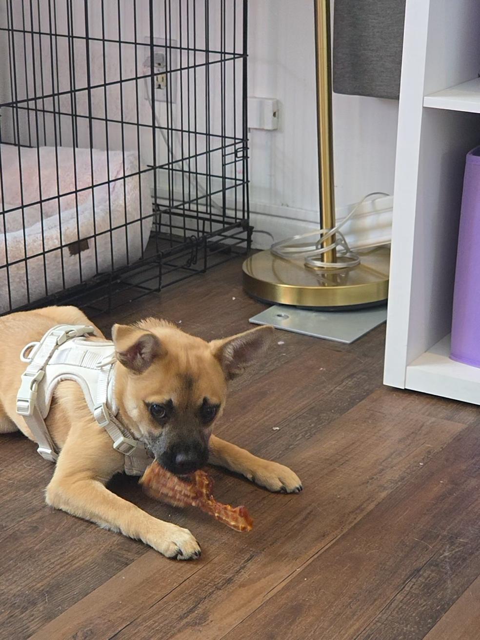 Anastasia, a Adoptable mixed breed in West Hollywood, CA image 4/6