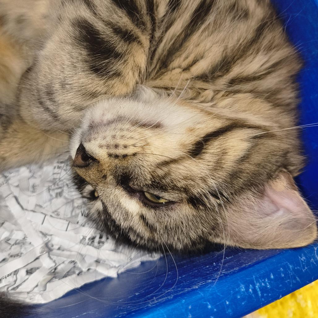 Butterball (26-10978), Adoptable, Kitten Male Domestic Medium Hair.