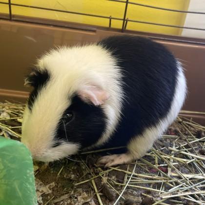 Enlarge Zebra Cake, a Adoptable mixed breed in East Montpelier, VT image 2/2