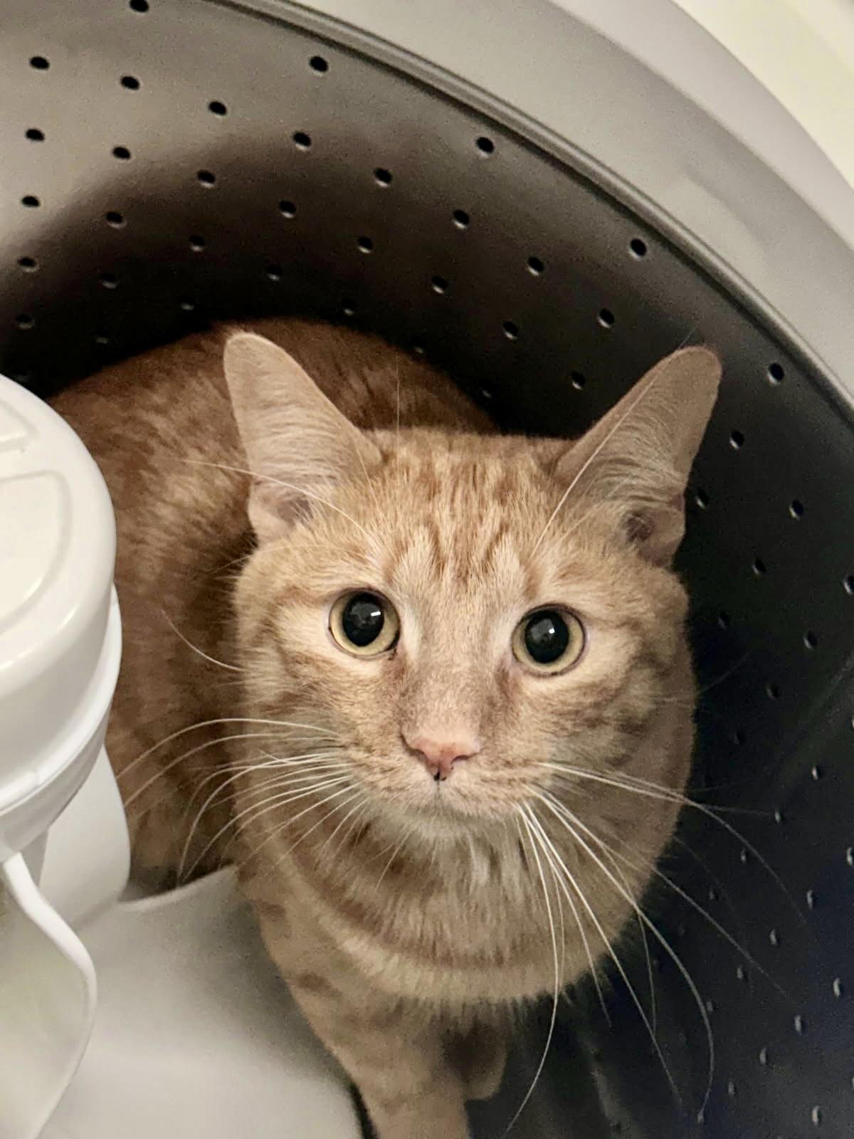 Spin Cycle, Adopted, Young Male Domestic Short Hair.