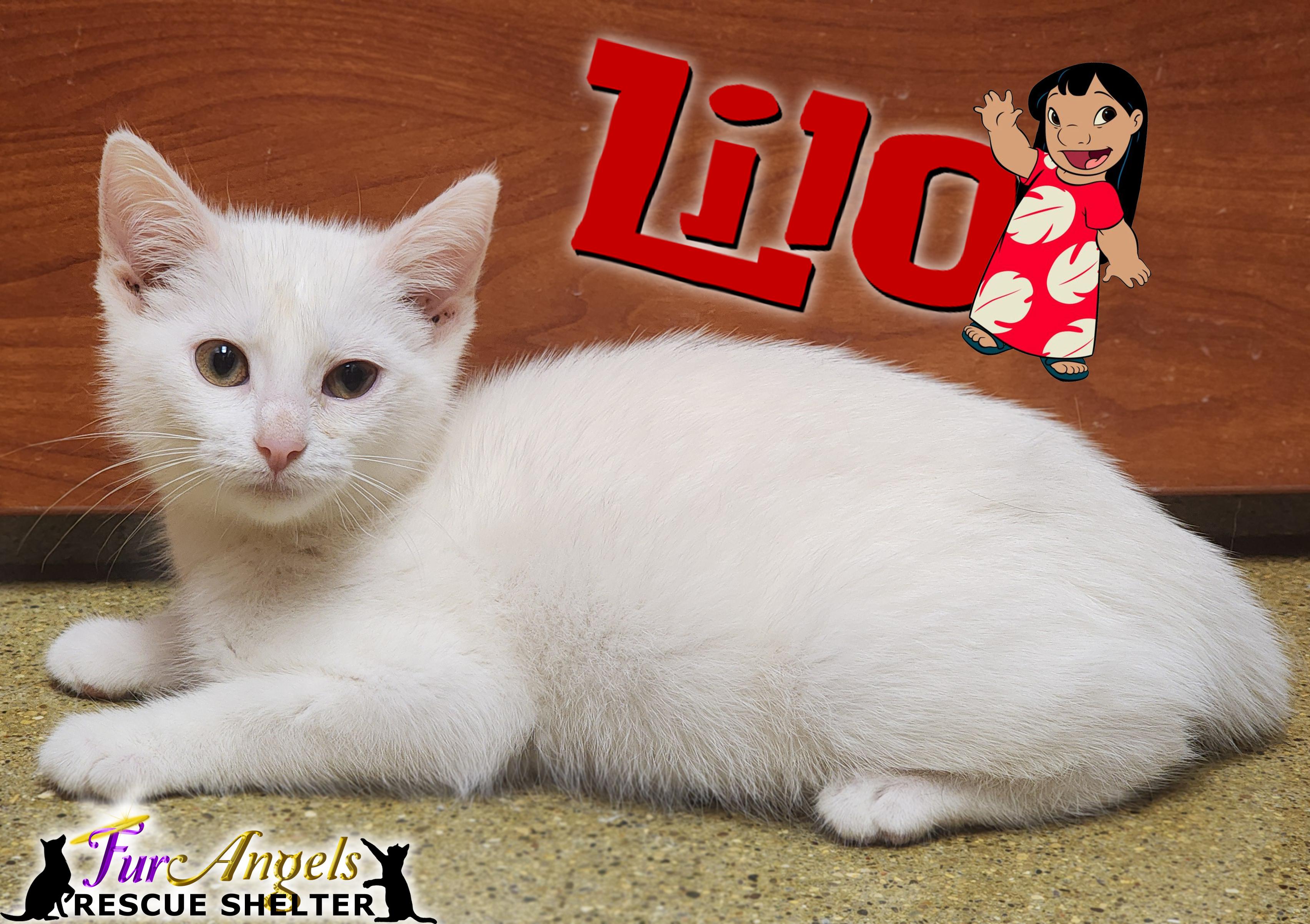 Lilo, Baby Female Domestic Short Hair
