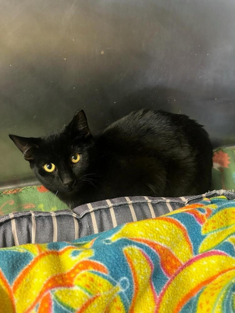 Lucky, Adoptable, Young Male Domestic Short Hair.