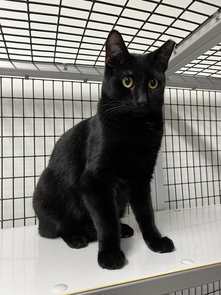 Lucky, a Adoptable Domestic Short Hair image 2/3