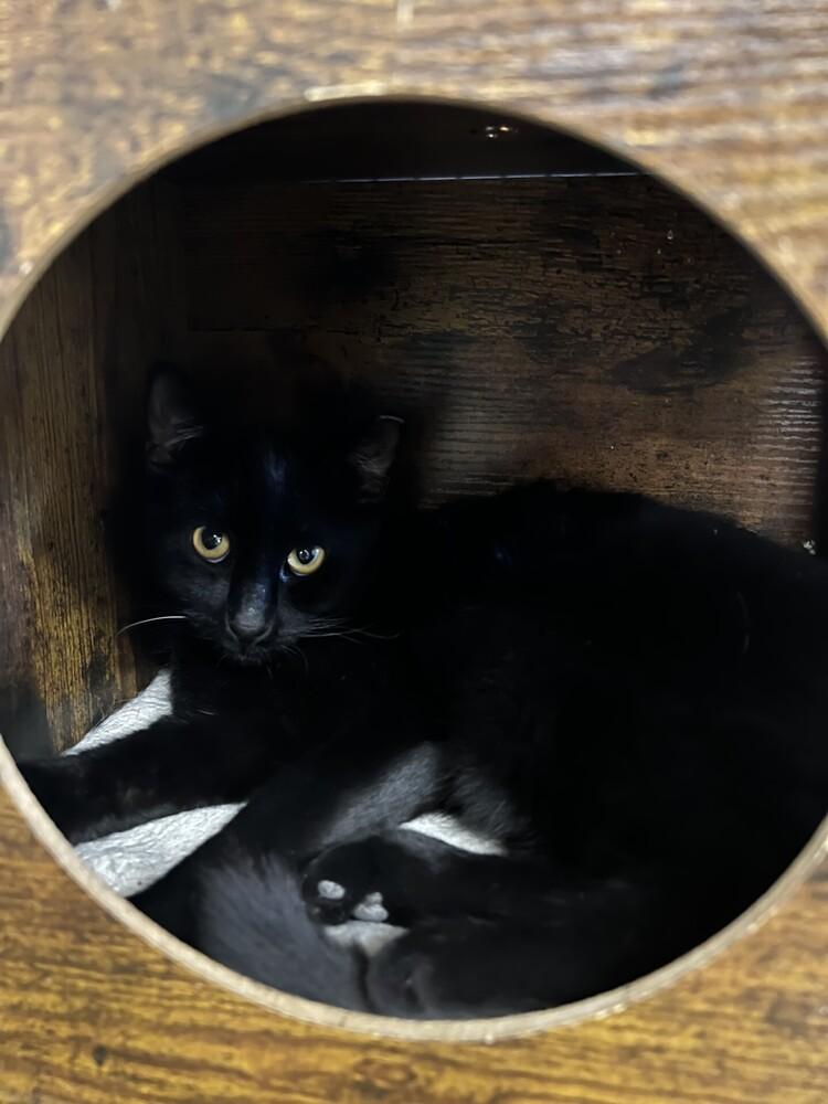 Lucky, a Adoptable Domestic Short Hair image 3/3