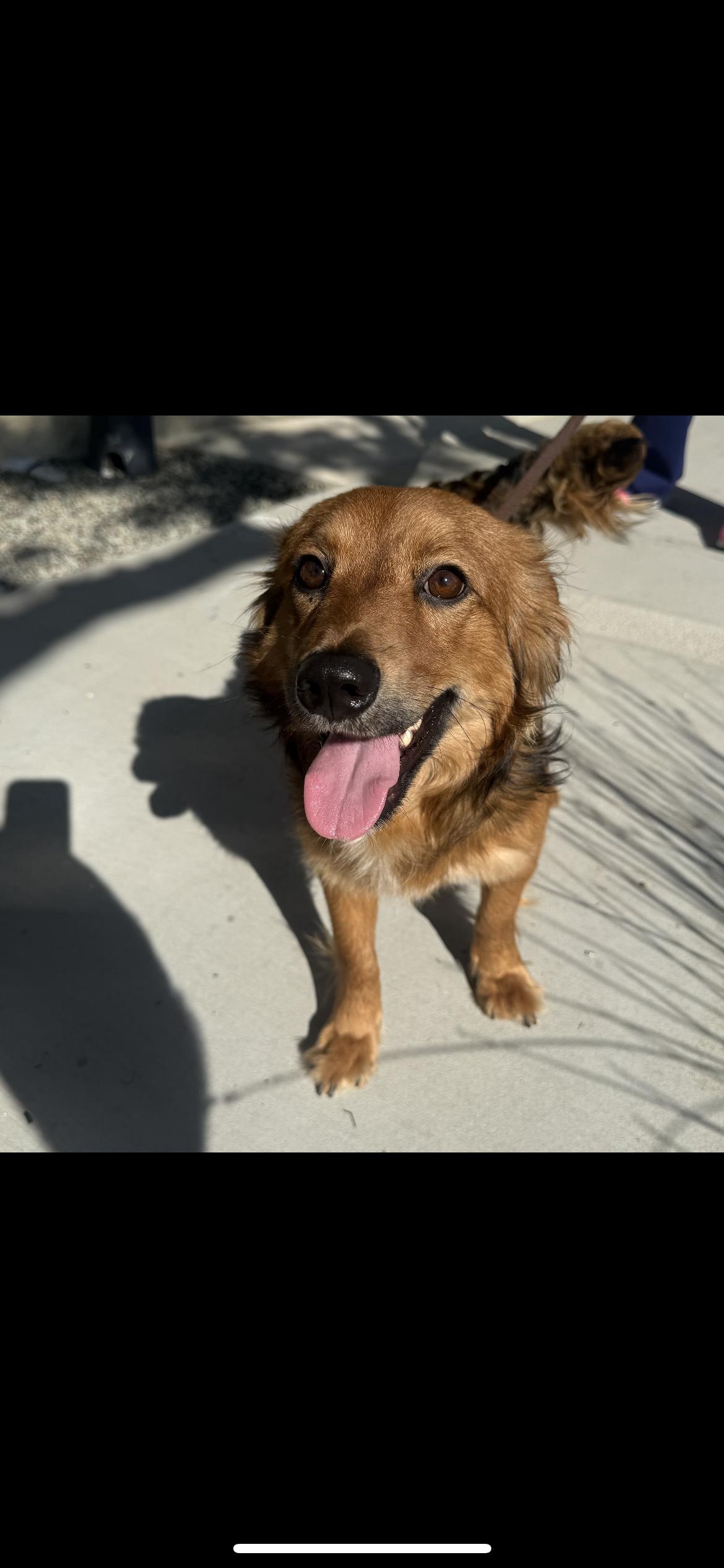 Enlarge Benji, an adopted mixed breed in Hamden, CT image 1/6