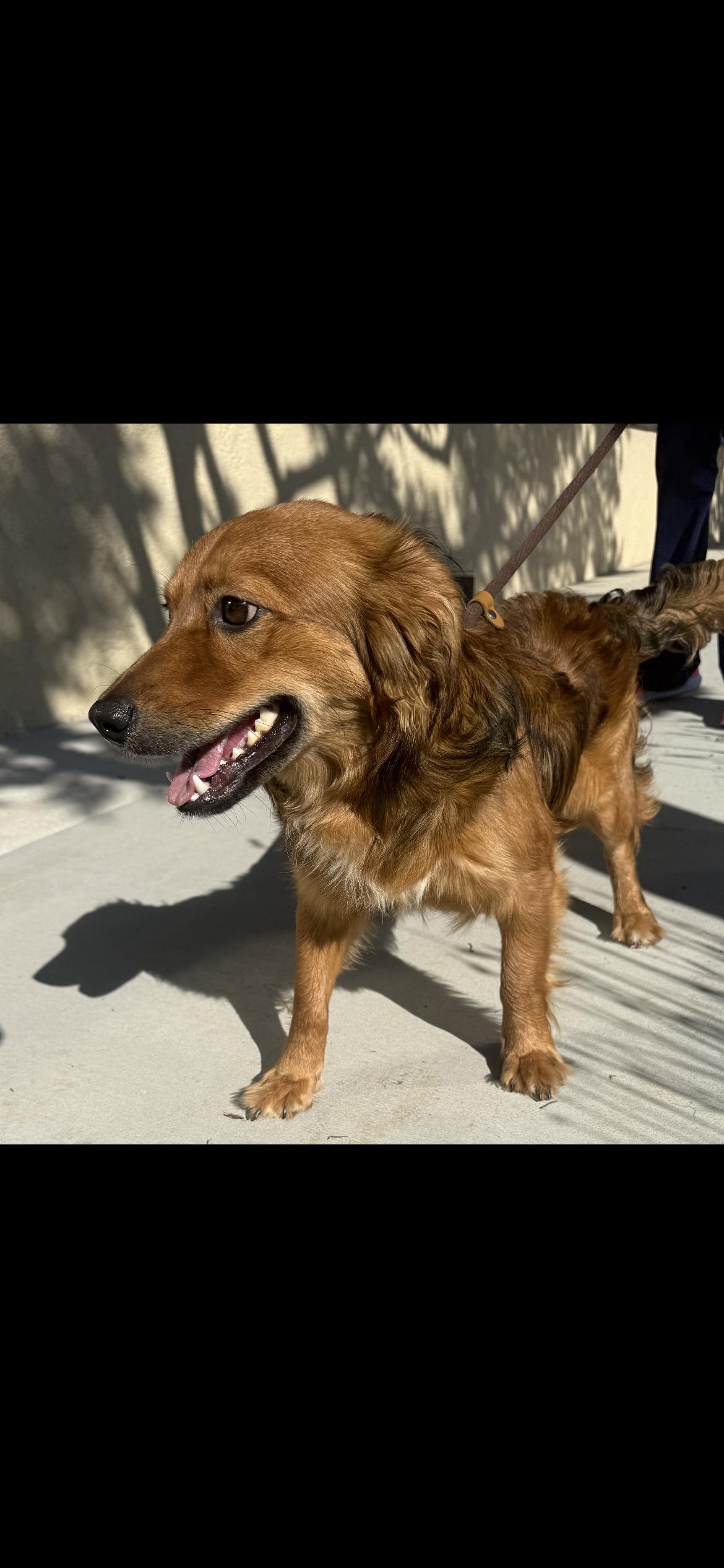 Enlarge Benji, an adopted mixed breed in Hamden, CT image 6/6