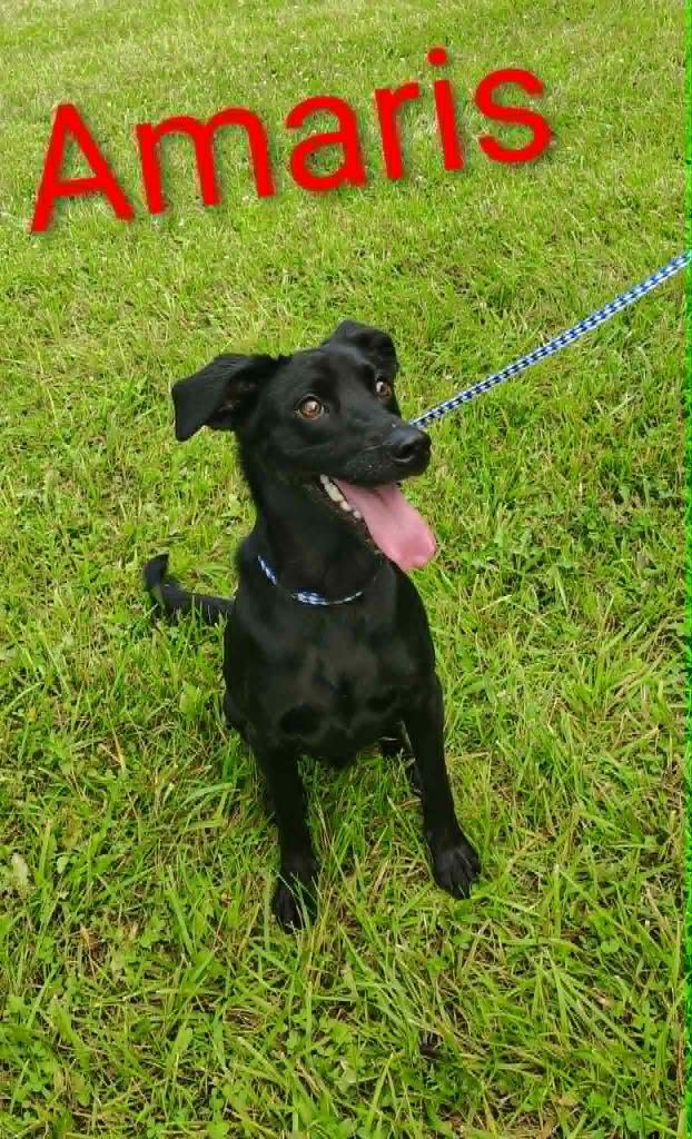 Enlarge Amaris, a Adoptable mixed breed in Kendallville, IN image 1/1